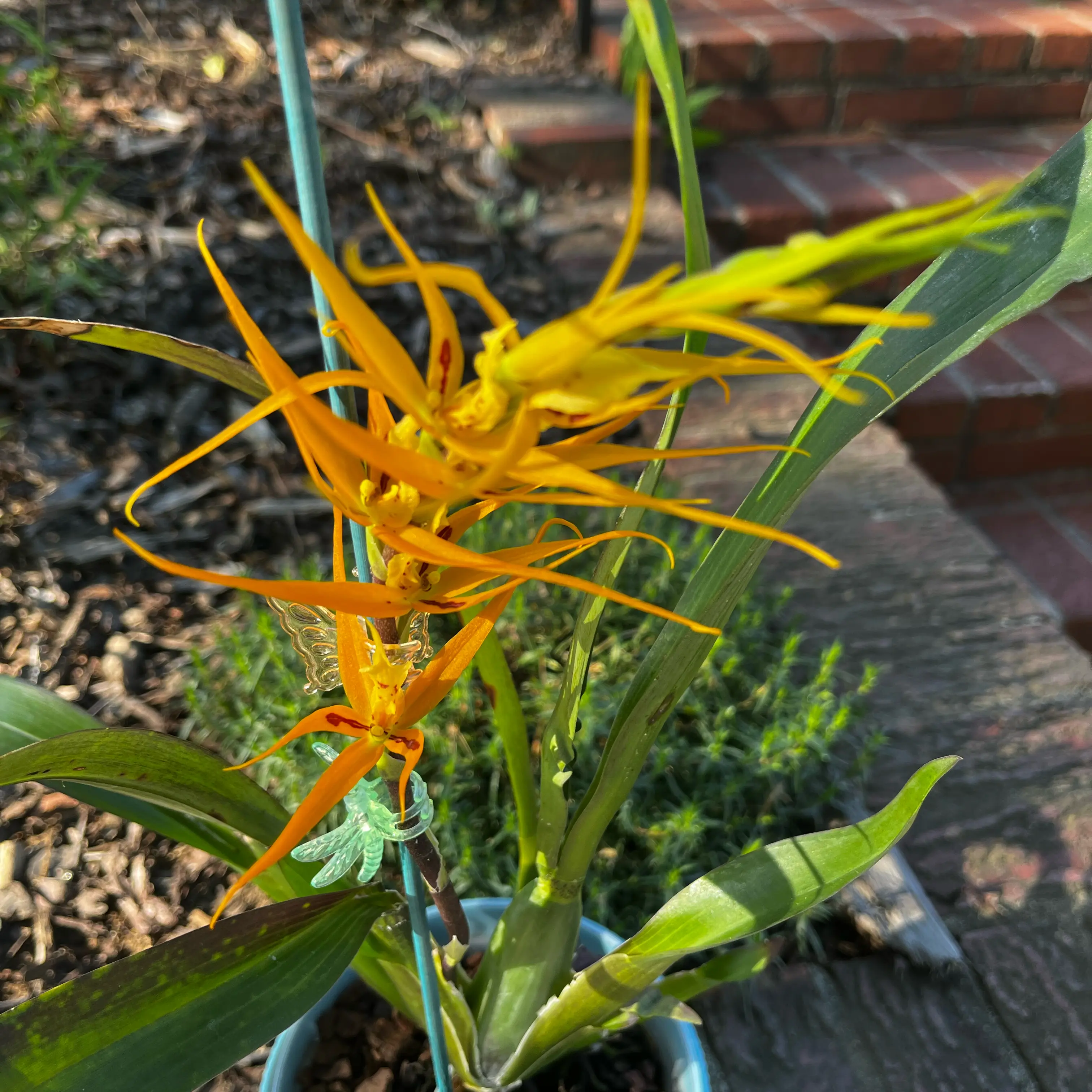 Photo of the plant species Spider Orchid by @Gabigoo named Orange delight on Greg, the plant care app
