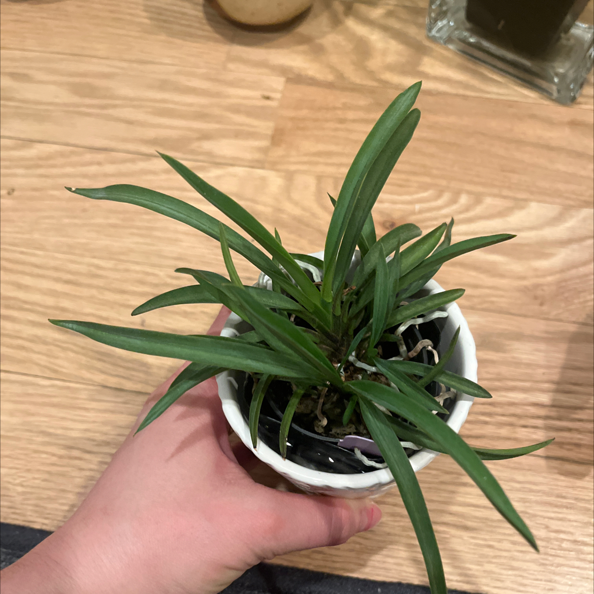 Photo of the plant species wind orchid by @Gabigoo named Neofinetia Falcata on Greg, the plant care app