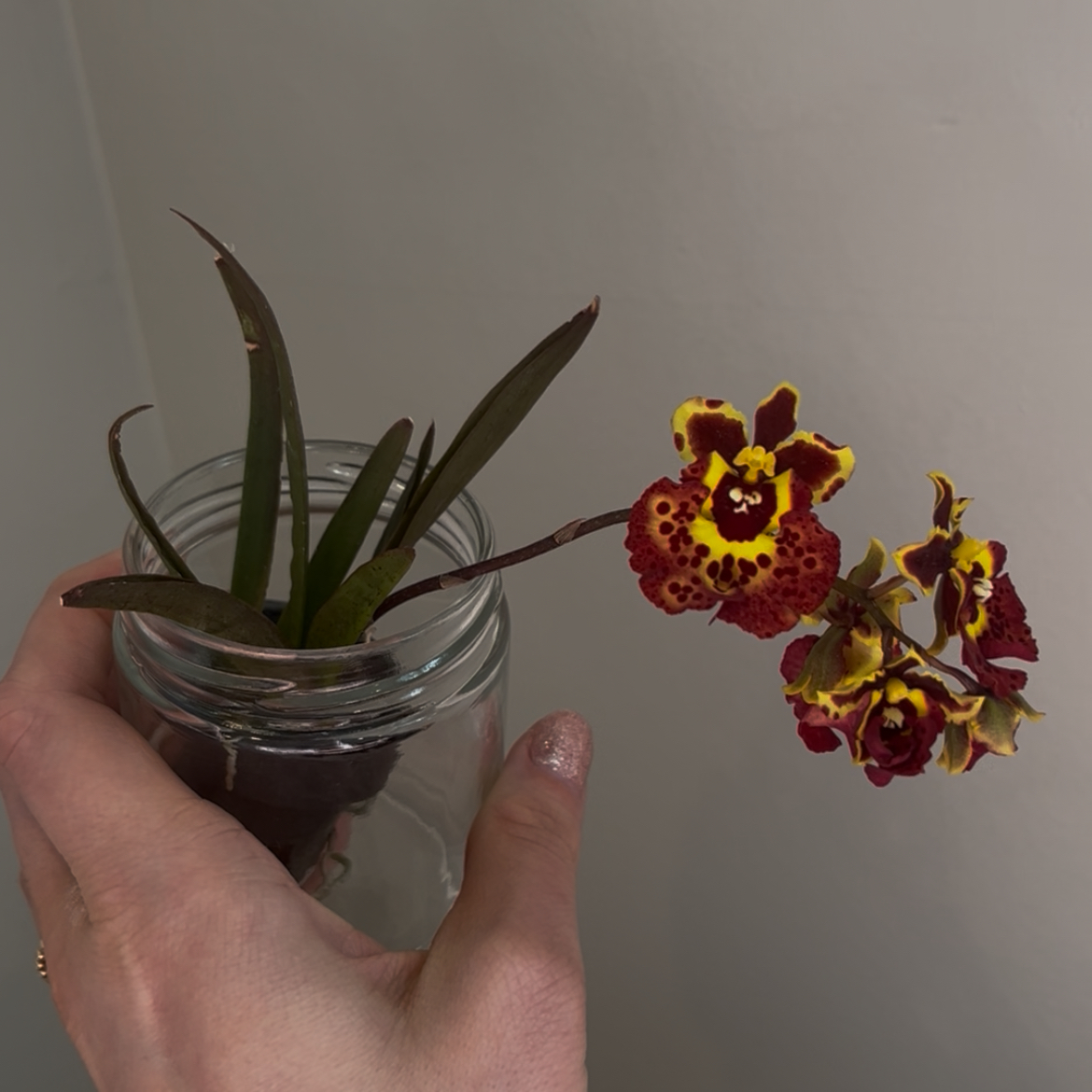 Photo of the plant species Sweet Pink by @Gabigoo named Ladybug on Greg, the plant care app