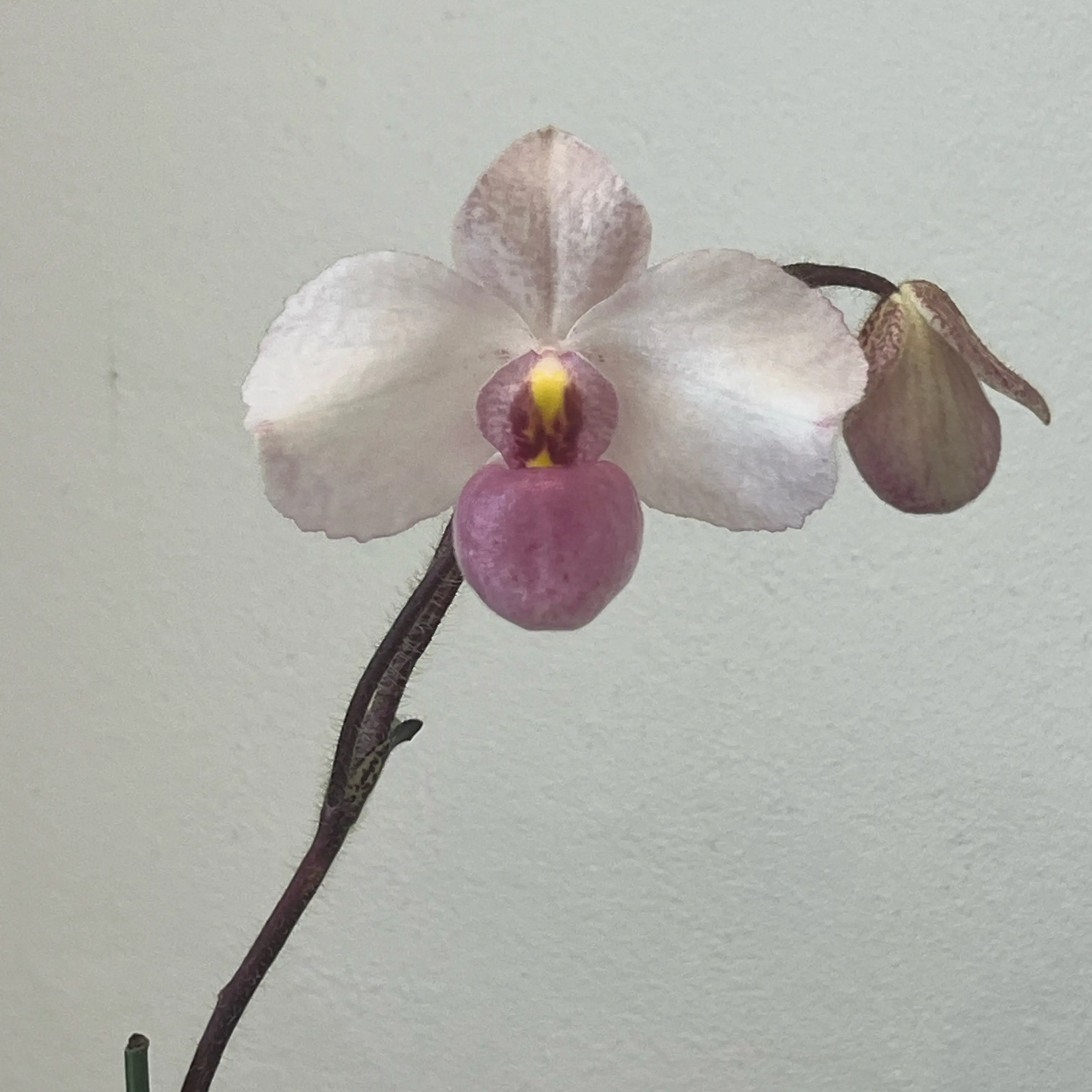 Photo of the plant species Delenatii's Paphiopedilum by @Gabigoo named Lady Slipper on Greg, the plant care app