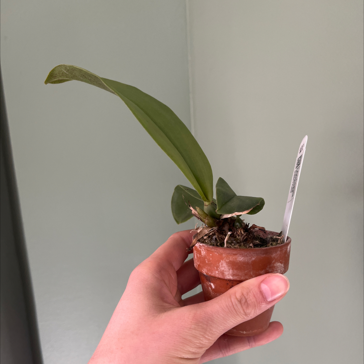 Photo of the plant species Psychopsis Orchid by @Gabigoo named Psychopsis Mariposa on Greg, the plant care app