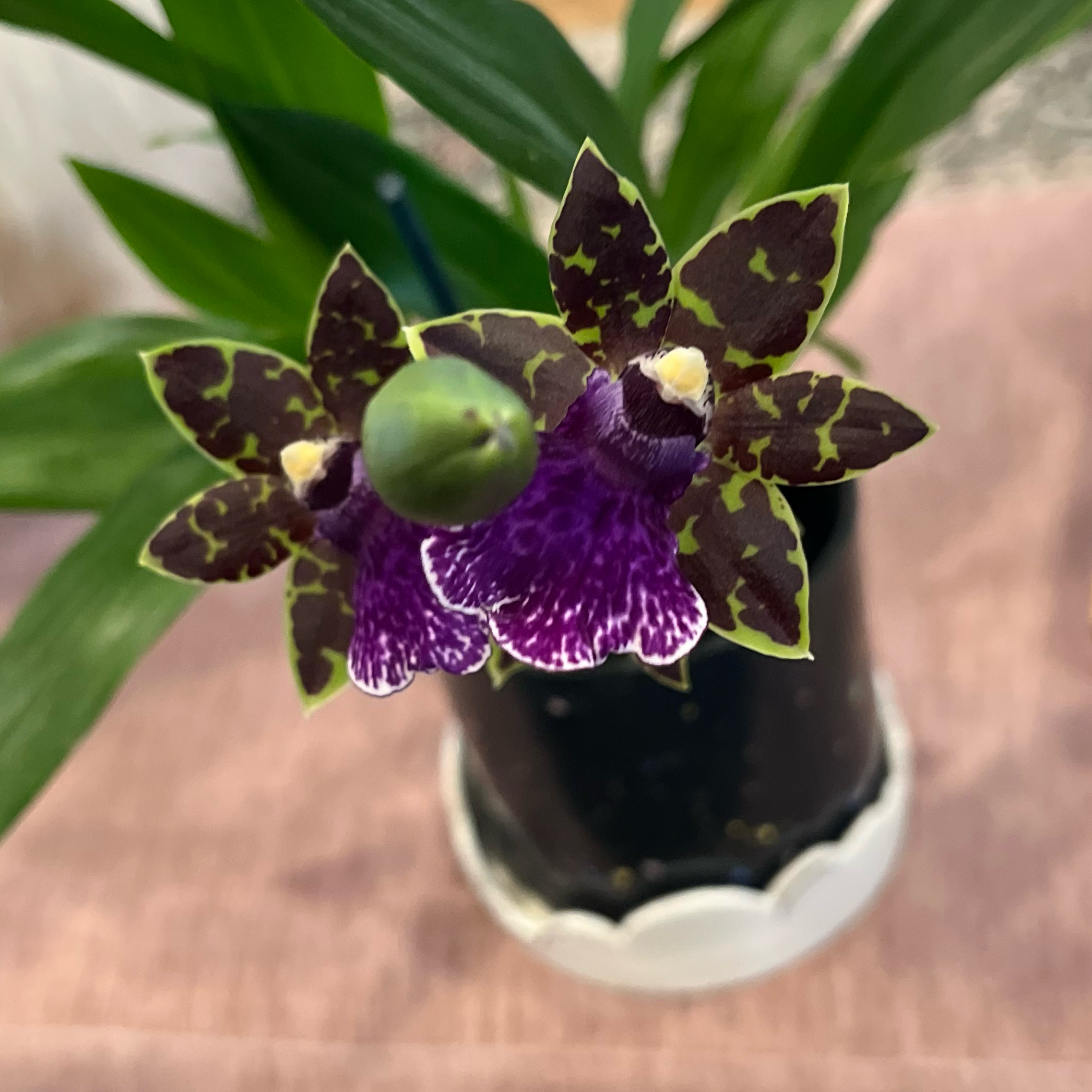 Photo of the plant species Zygopetalum Orchid by @Gabigoo named Zygo. Advance Australia ‘HOF’ AM/AOS on Greg, the plant care app