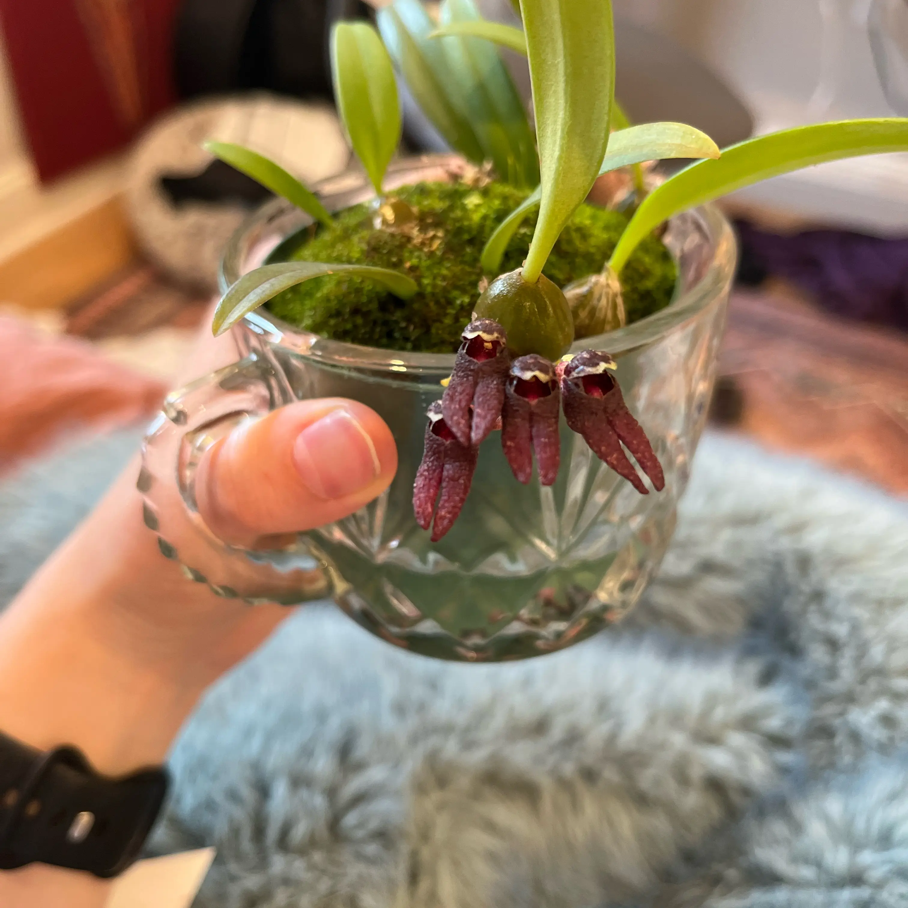 Photo of the plant species Bulbophyllum tortum by @Gabigoo named Retasum on Greg, the plant care app
