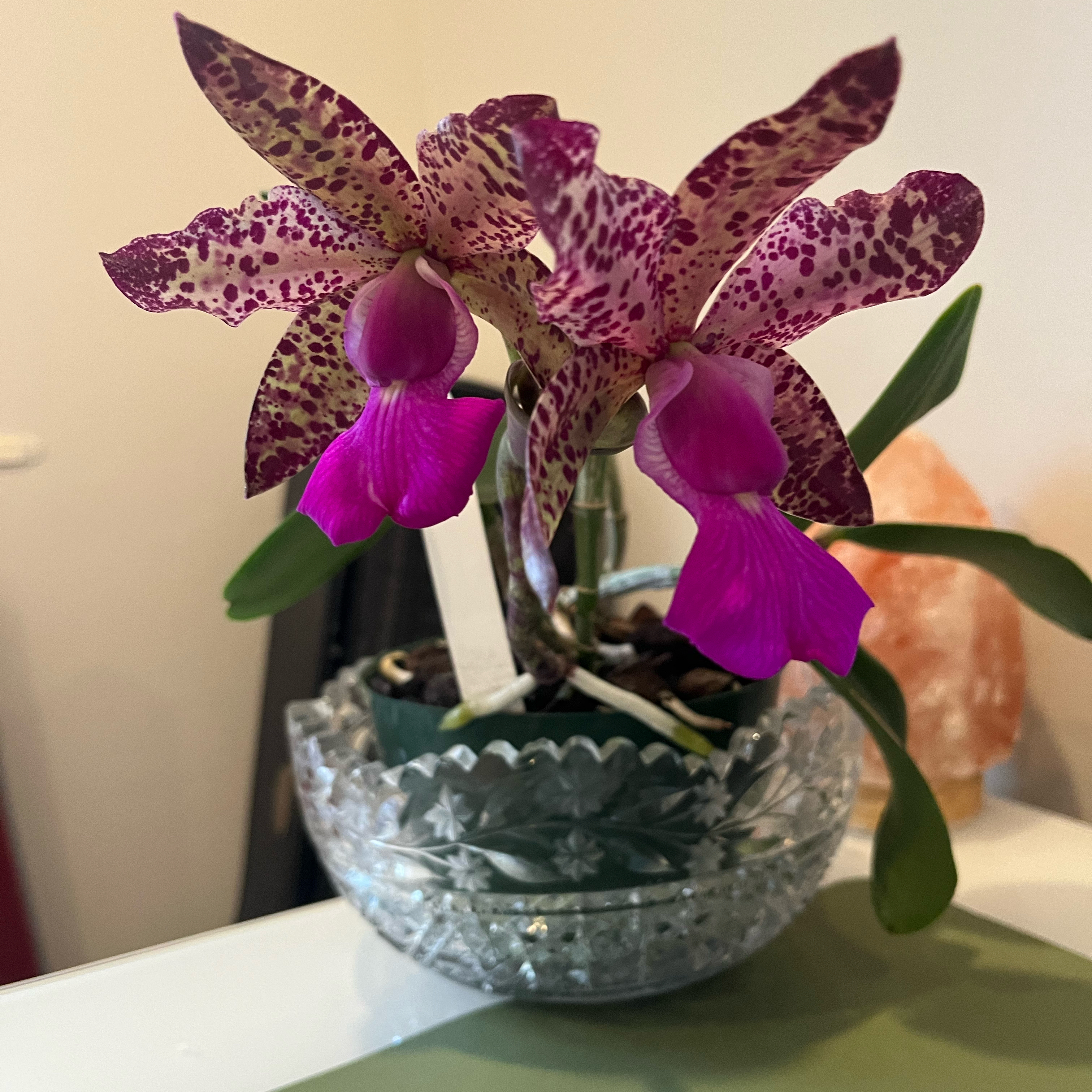 Photo of the plant species Cattleya Mericlone by @Gabigoo named Measuresiana on Greg, the plant care app