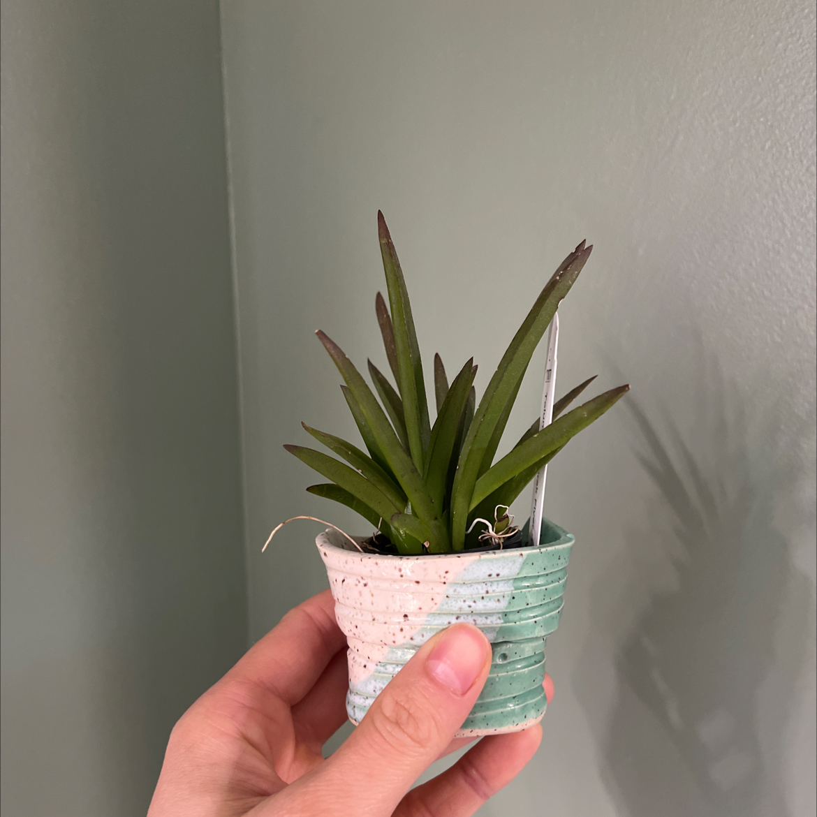 Photo of the plant species Tolumnia Orchid by @Gabigoo named Tutterfish on Greg, the plant care app