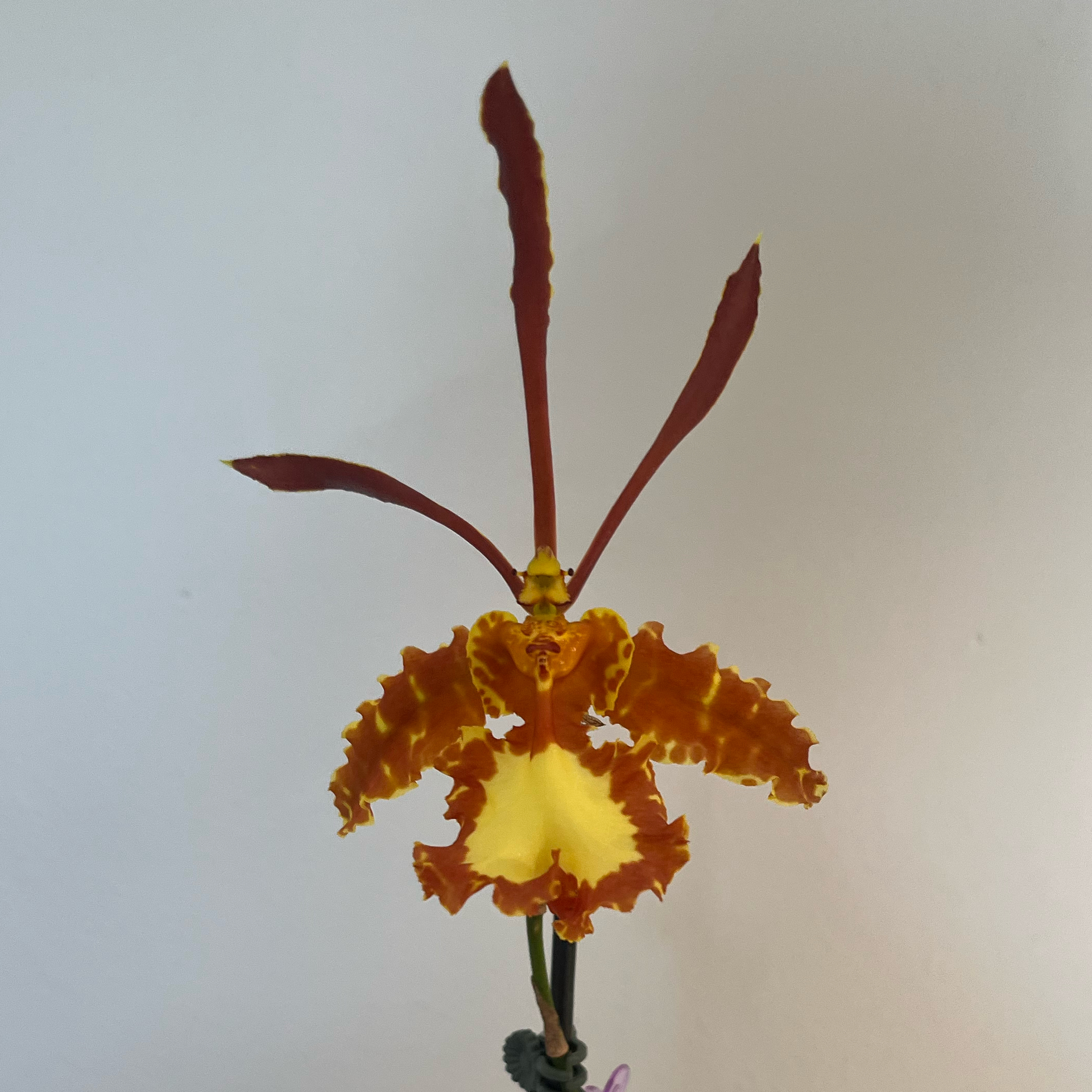 Photo of the plant species Psychopsis Orchid by @Gabigoo named Kalihi 'Big' WANDA! on Greg, the plant care app