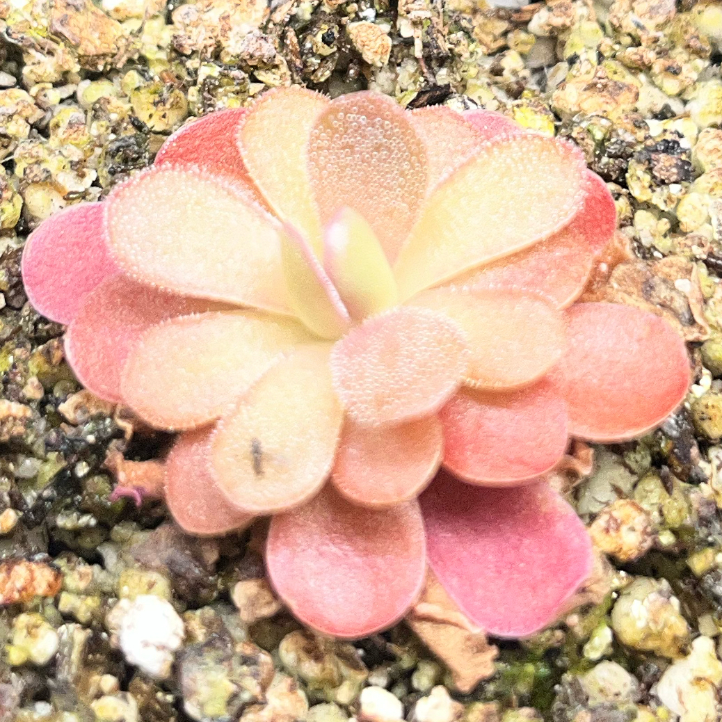 Photo of the plant species Mexican Butterwort by @Gabigoo named Johanna on Greg, the plant care app