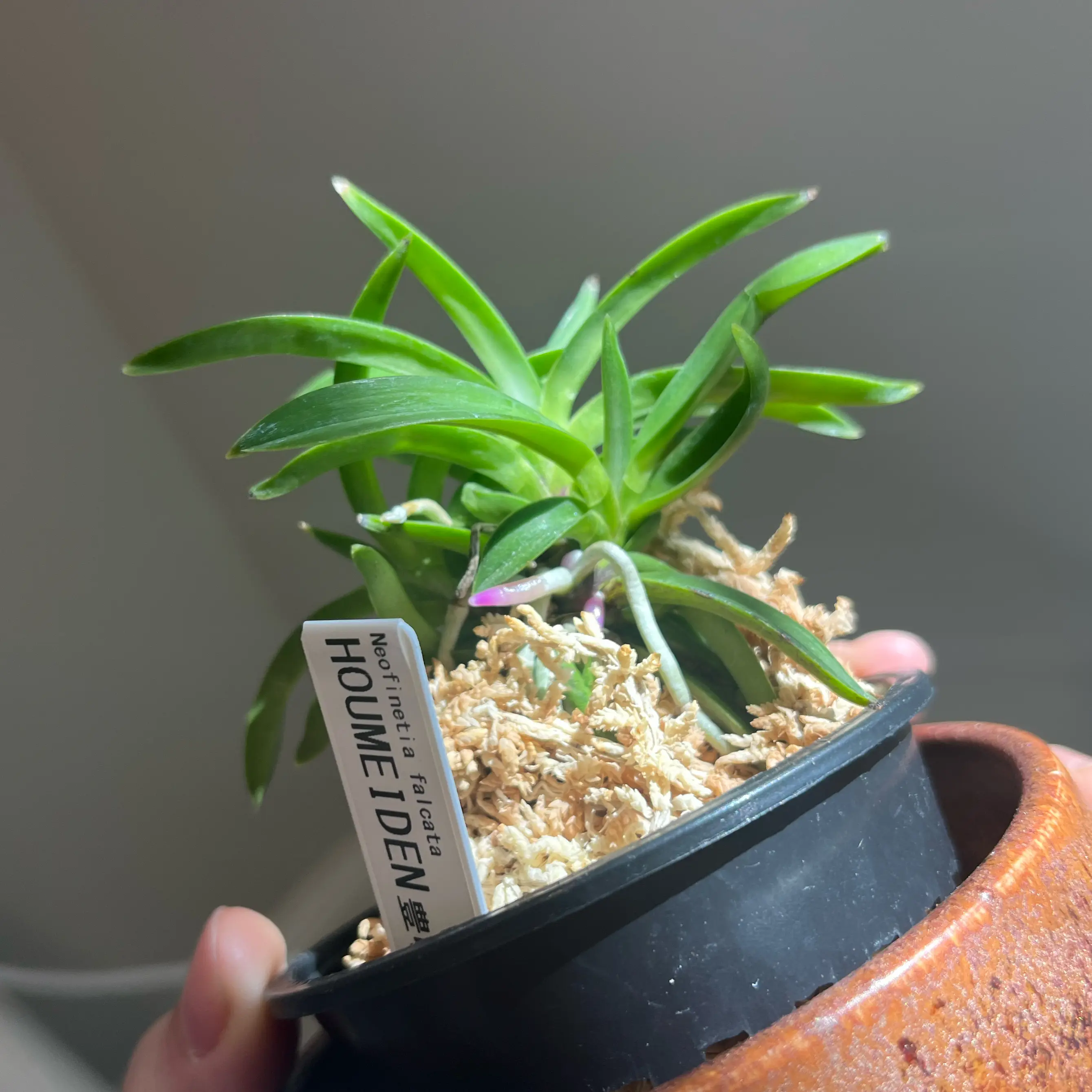Photo of the plant species wind orchid by @Gabigoo named Houmeiden on Greg, the plant care app