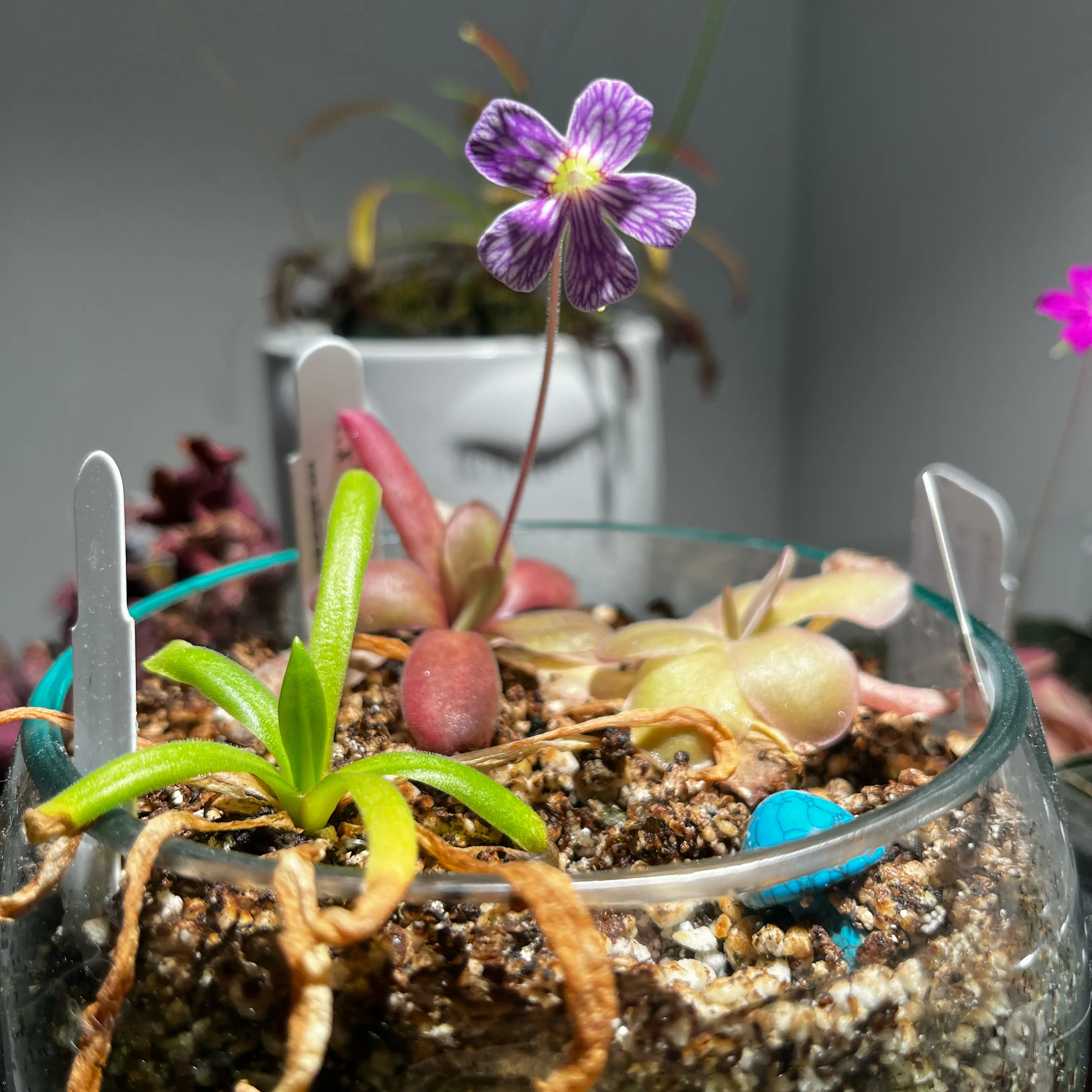 Photo of the plant species Mexican Butterwort by @Gabigoo named Lavender Lacewing on Greg, the plant care app