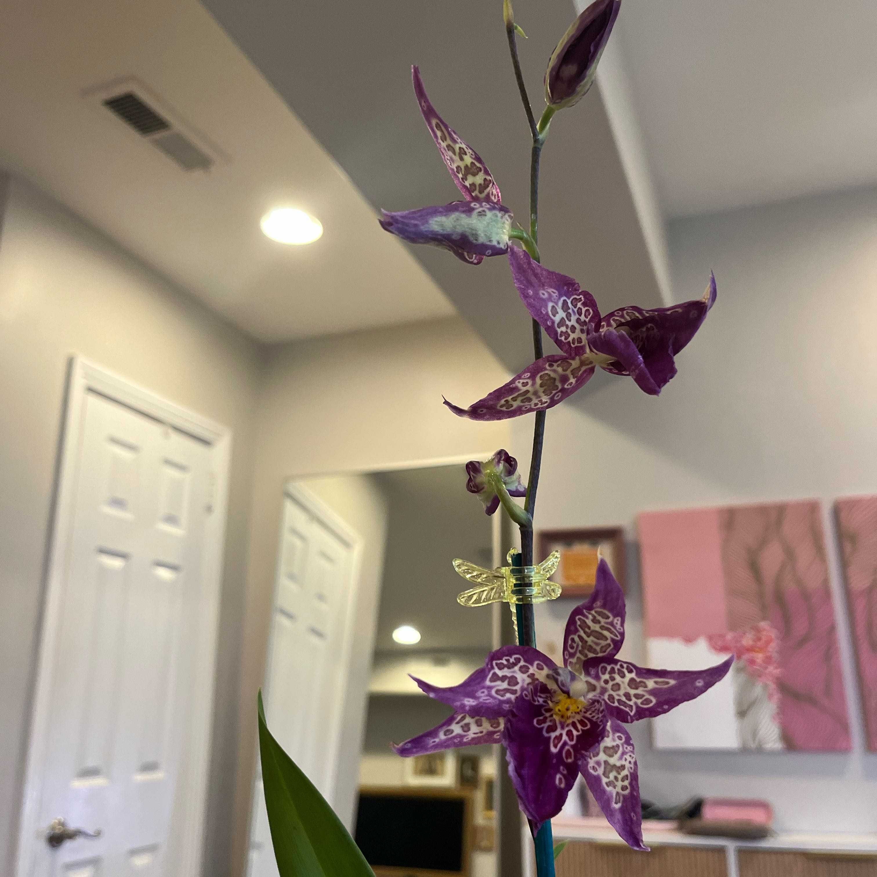 Photo of the plant species Aliceara Memoria Donald Yamada by @Gabigoo named Alcra. Patricia McCully 'Pacific Matriarch' on Greg, the plant care app