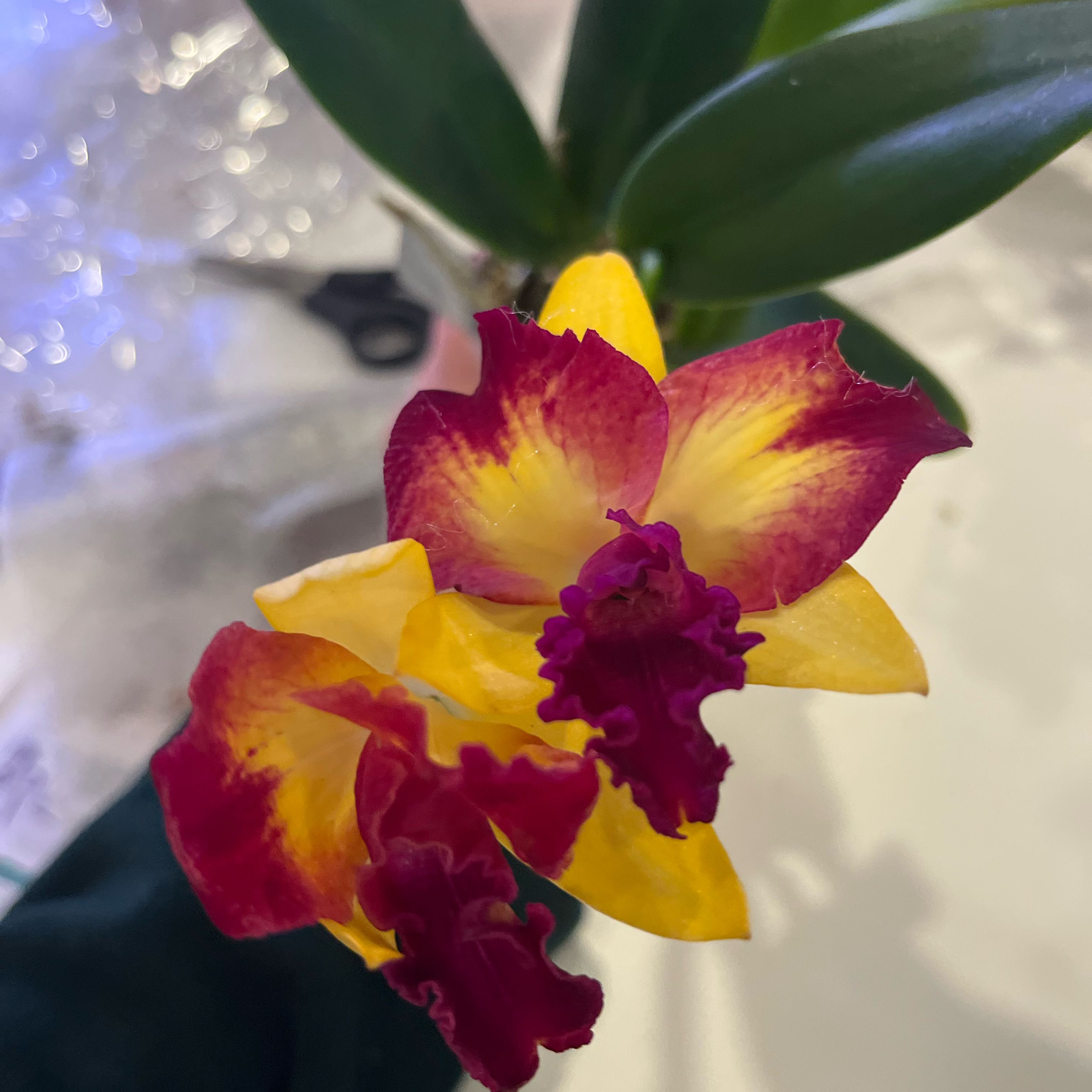 Plant care for Potinara 'Aloha Mishima' on Greg, the plant care app