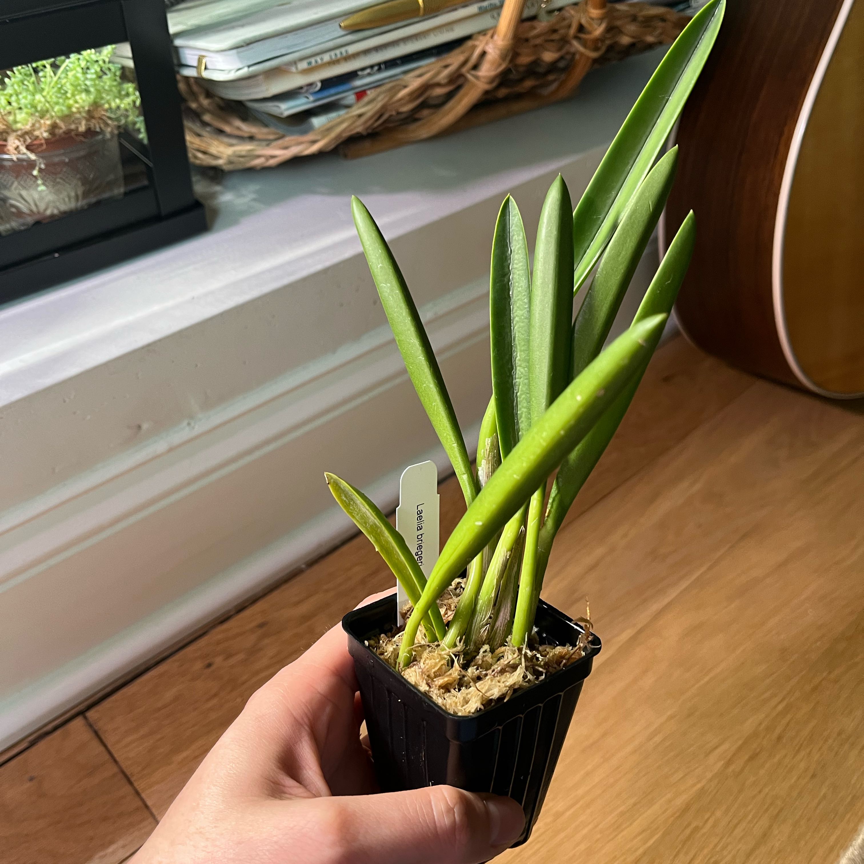 Photo of the plant species Laelia by @Gabigoo named Laelia briegeri on Greg, the plant care app
