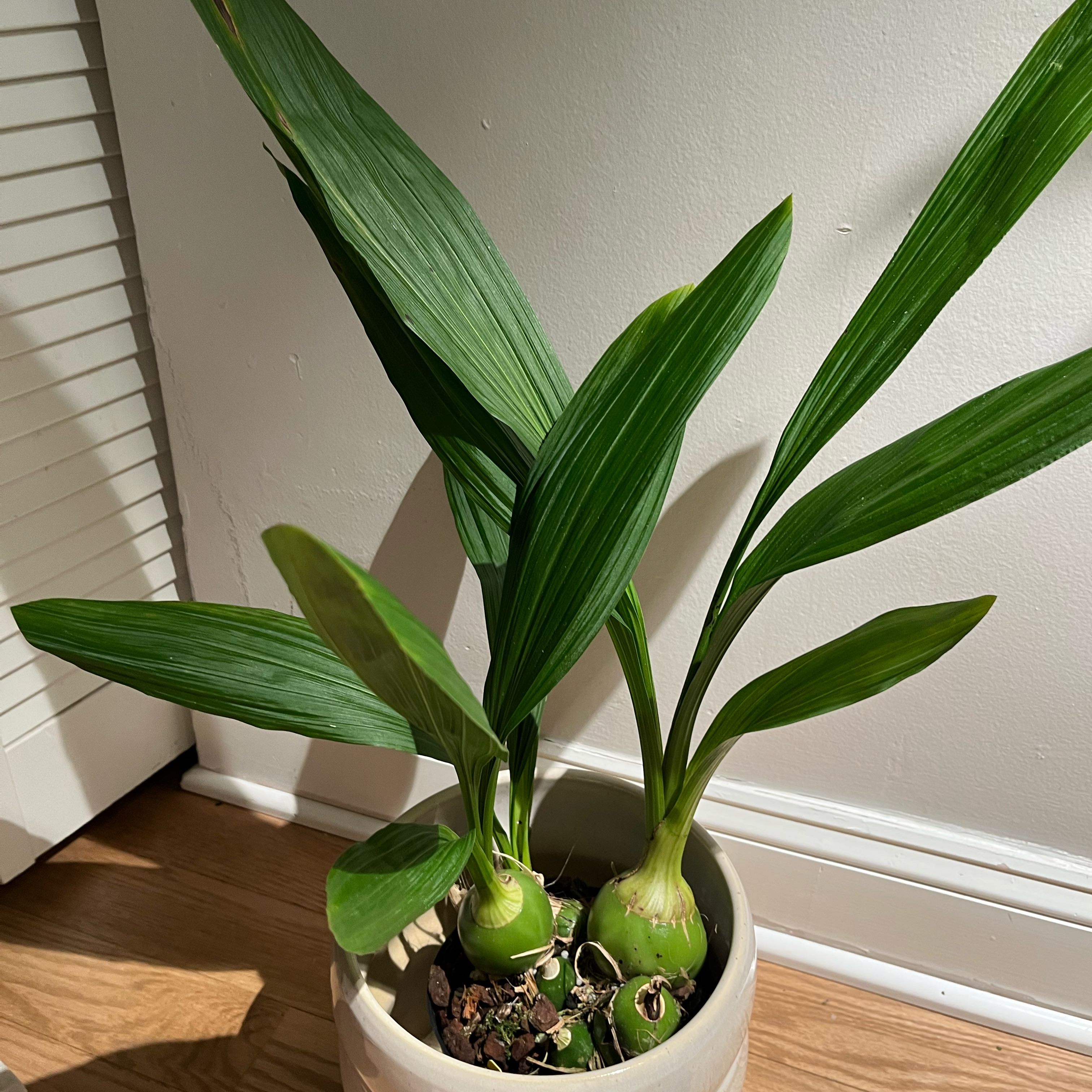 Photo of the plant species Peristeria Elata by @Gabigoo named Dove on Greg, the plant care app