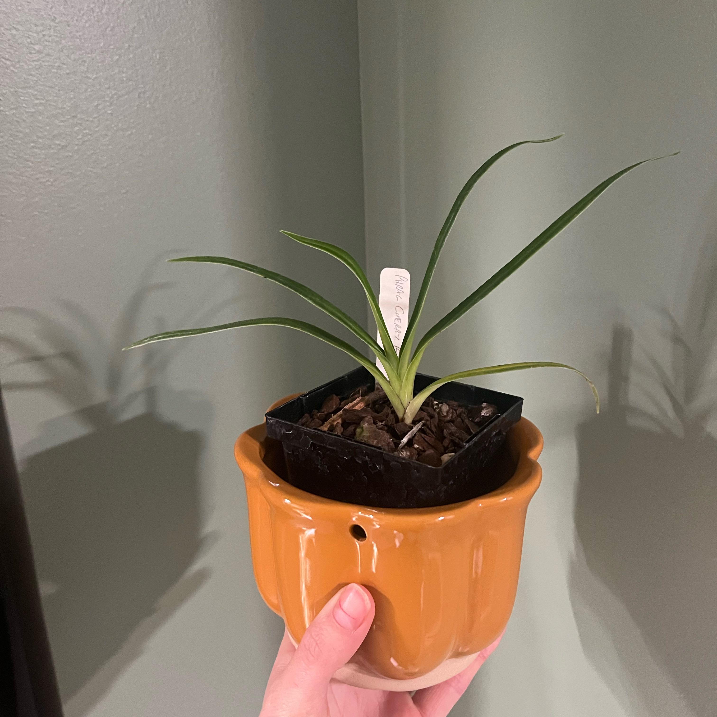 Photo of the plant species Dominianum Slipper Orchid by @Gabigoo named Cherry Rush on Greg, the plant care app