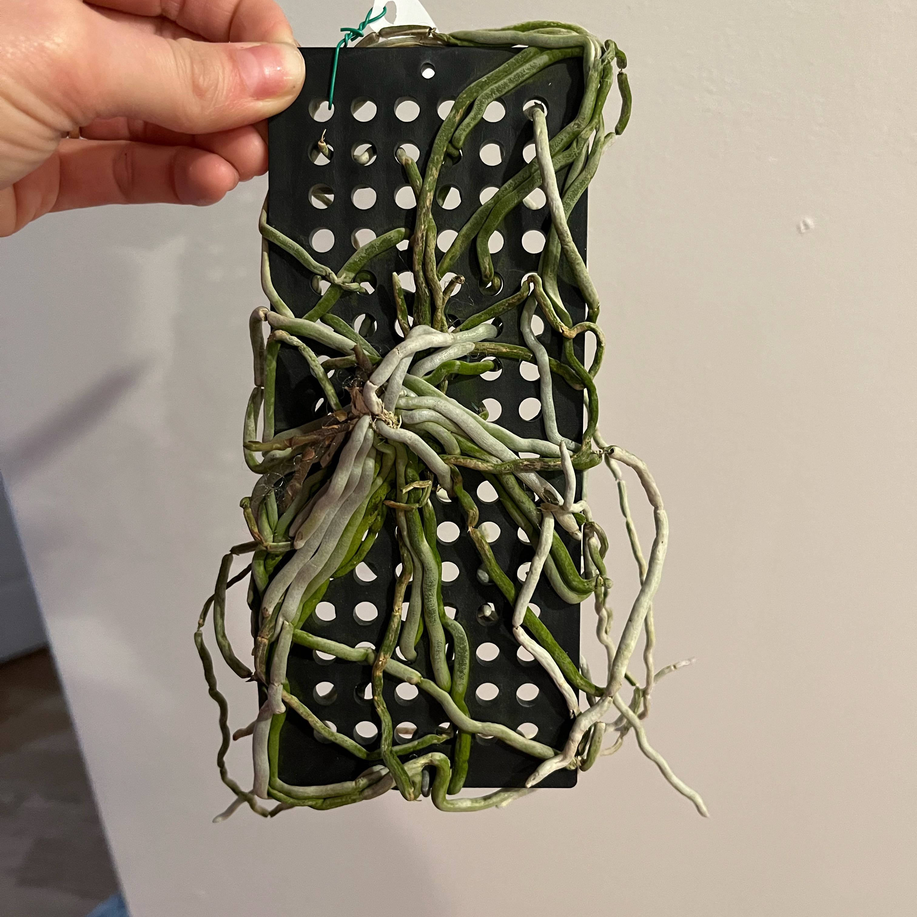 Photo of the plant species Chiloschista Lunifera by @Gabigoo named Chiloschista on Greg, the plant care app