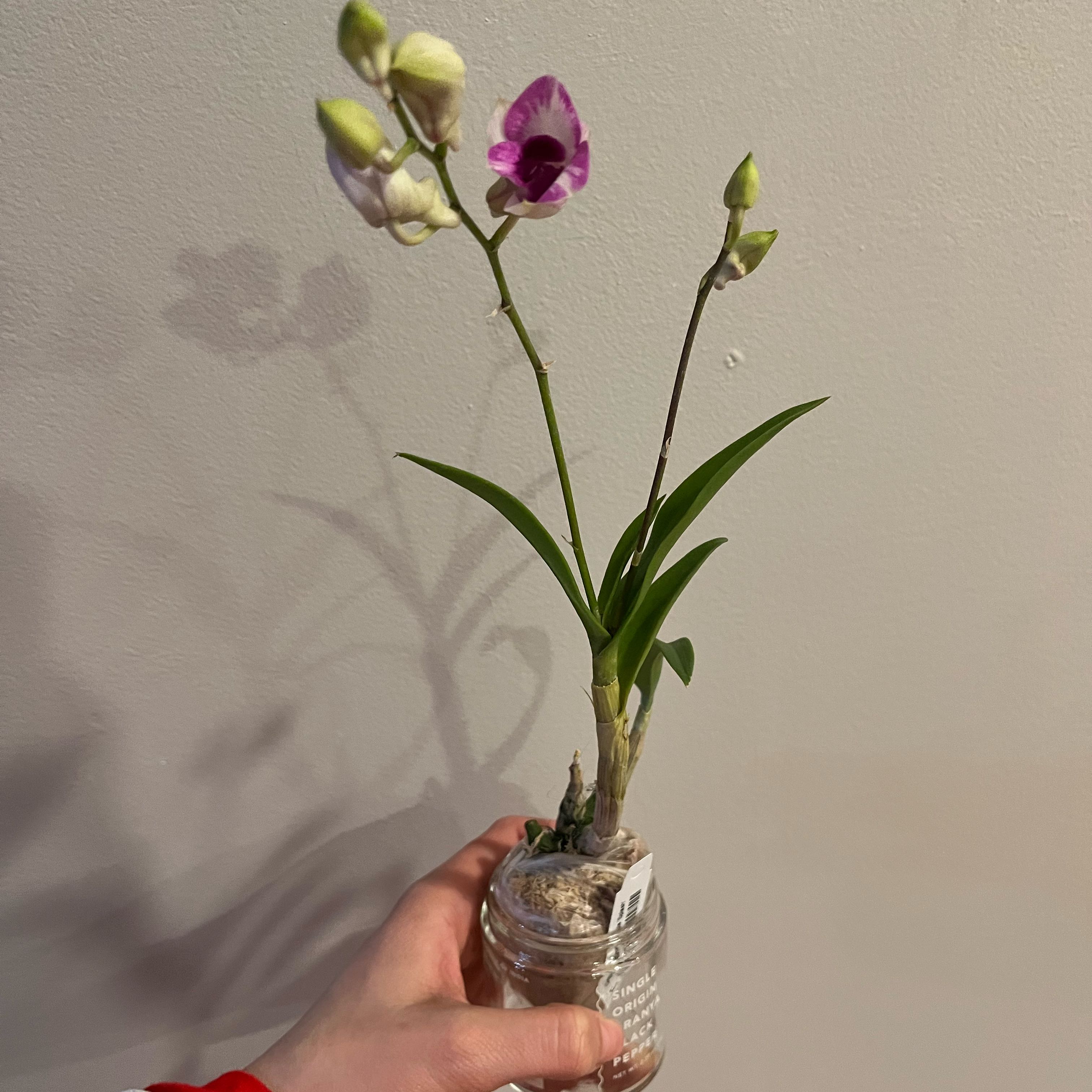 Photo of the plant species Dendrobium Phalaenopsis by @Gabigoo named Enoki Purple ‘Splash’ on Greg, the plant care app