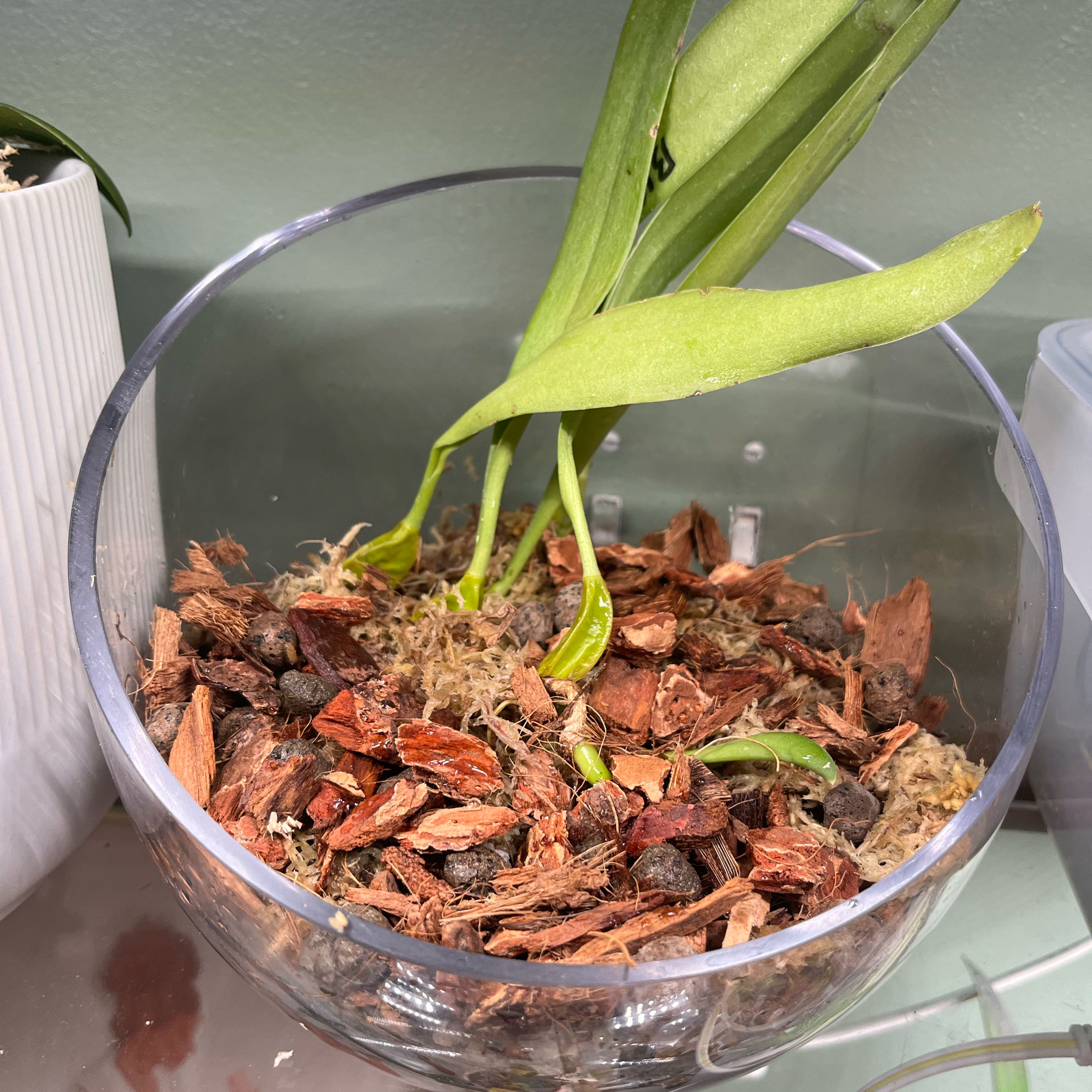 Photo of the plant species Master's Bulbophyllum by @Gabigoo named Bulbo mastersianum on Greg, the plant care app