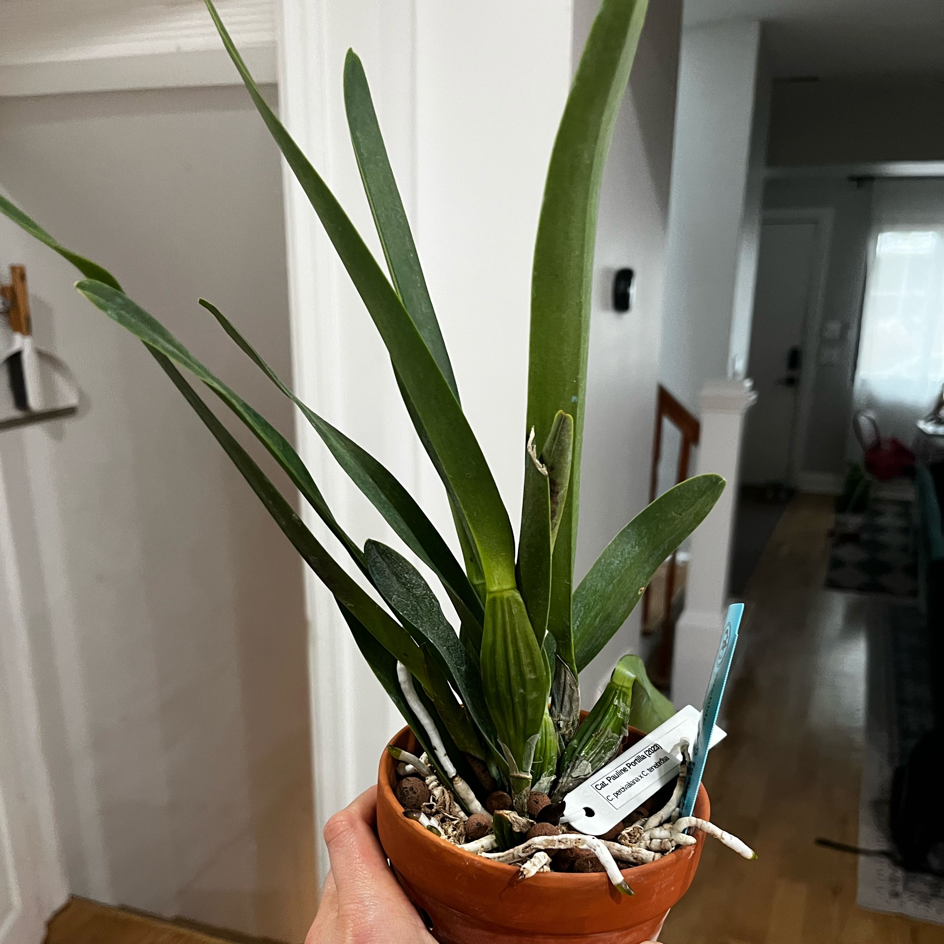 Photo of the plant species Cattleya Orchid by @Gabigoo named Catt. Pauline Portilla on Greg, the plant care app