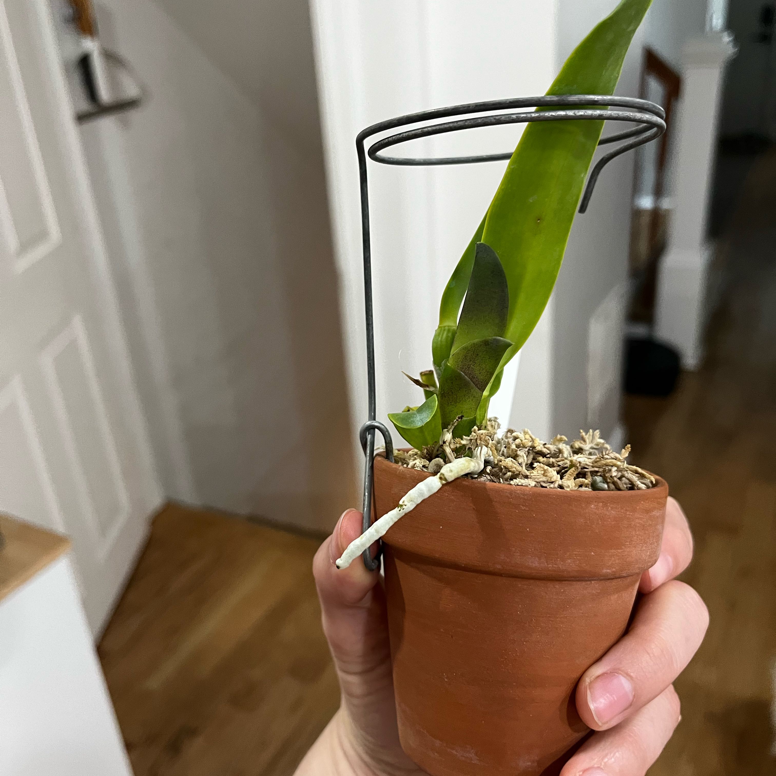 Photo of the plant species Cattleya Orchid by @Gabigoo named Dowiana var aurea on Greg, the plant care app