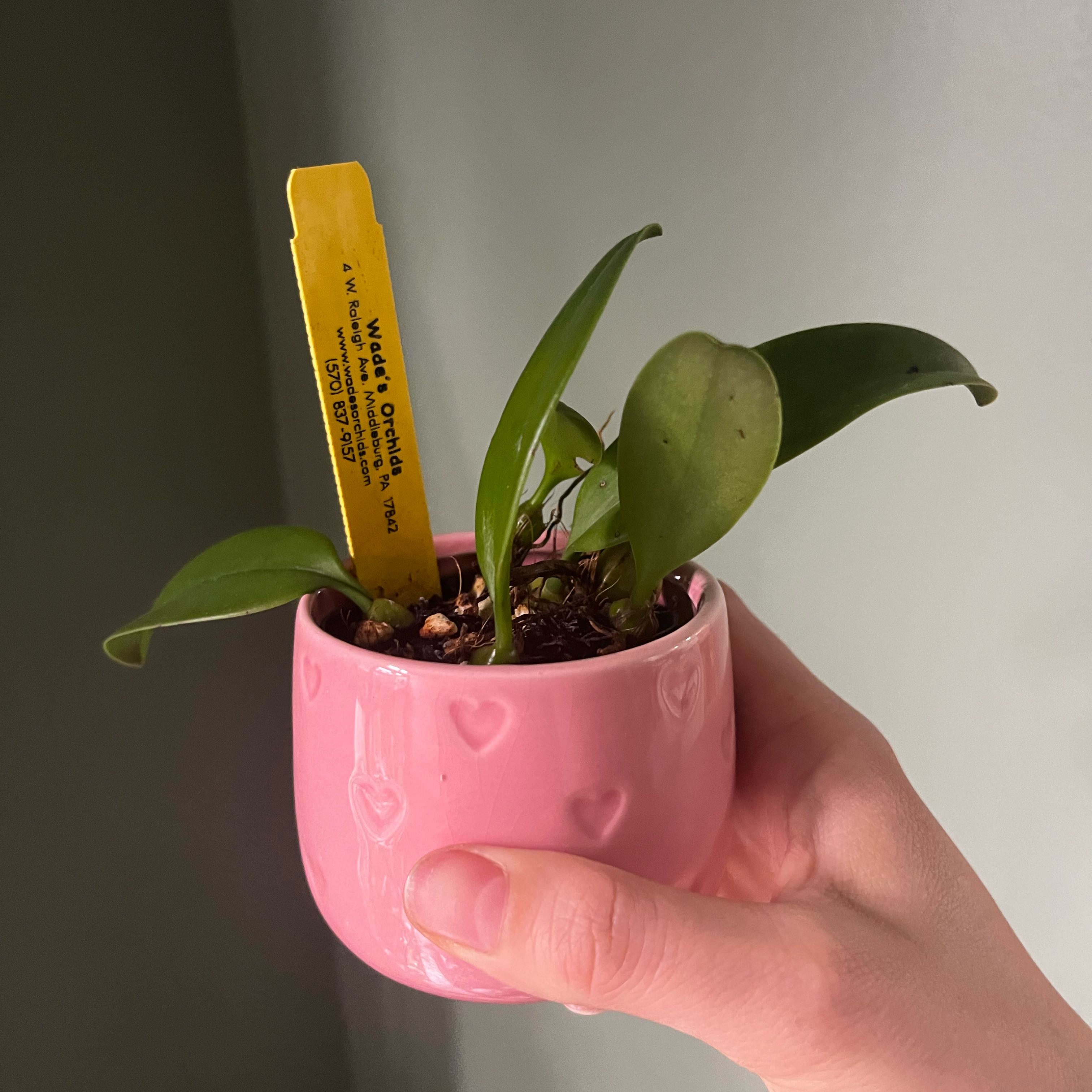 Photo of the plant species Bulbophyllum weberi by @Gabigoo named Sanders on Greg, the plant care app
