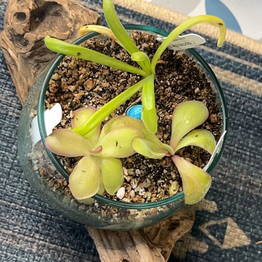 Photo of the plant species Mexican Butterwort by @Gabigoo named Lavender Lacewing on Greg, the plant care app