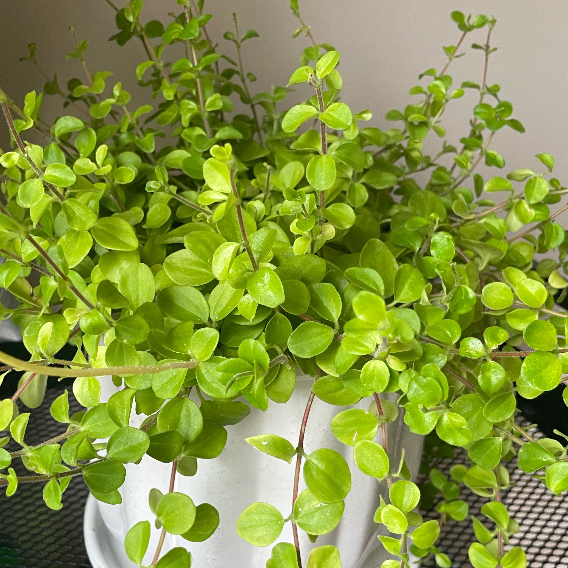 Photo of the plant species Peperomia Jitterbug by @YernPhysicnut named Queen on Greg, the plant care app
