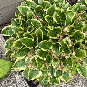 Hosta