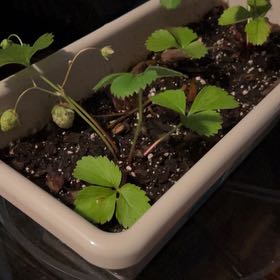 Photo of the plant species Ozark Beauty Strawberry by @DynamoAnise named Kardashian on Greg, the plant care app