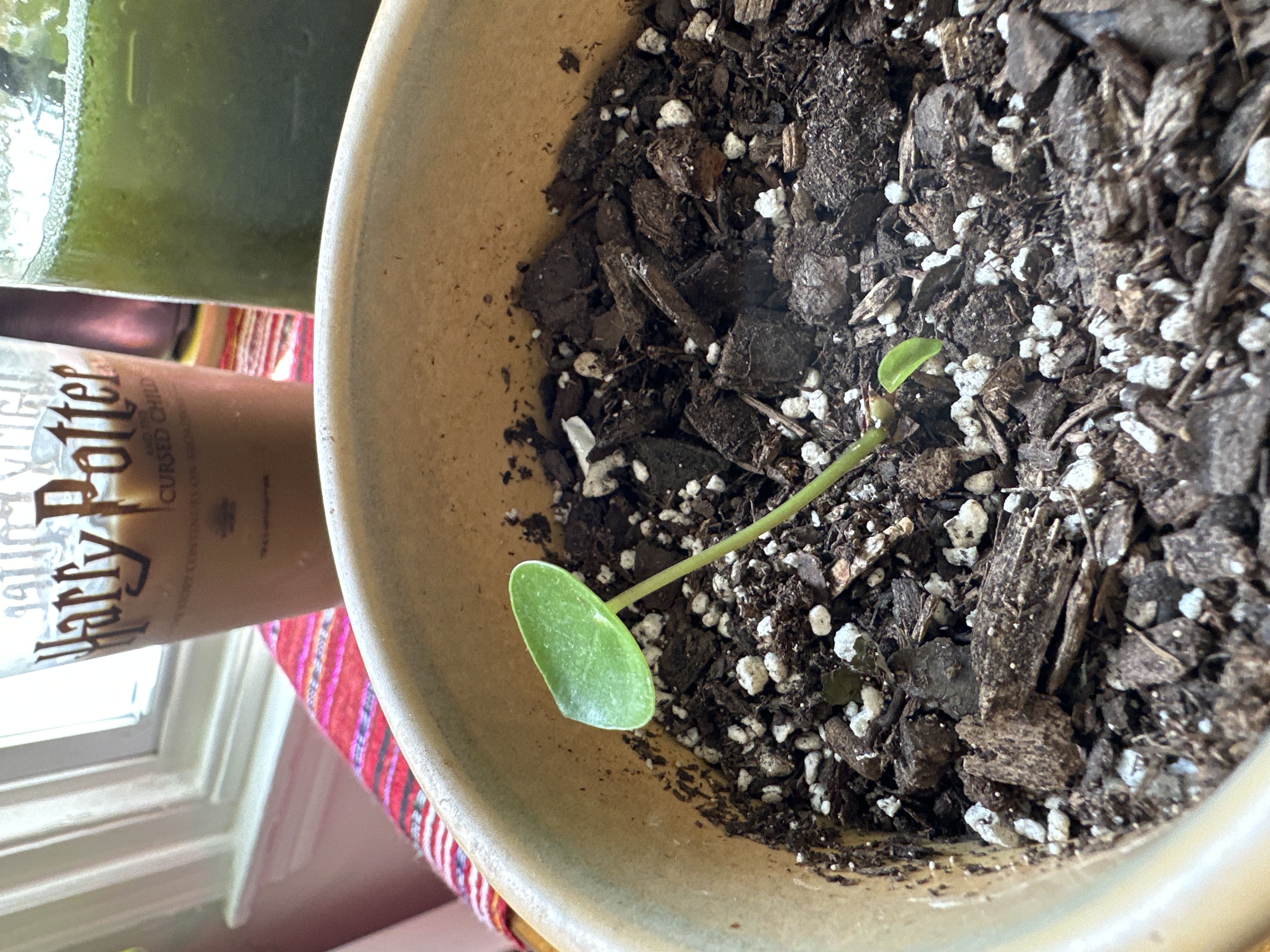 Photo from the post