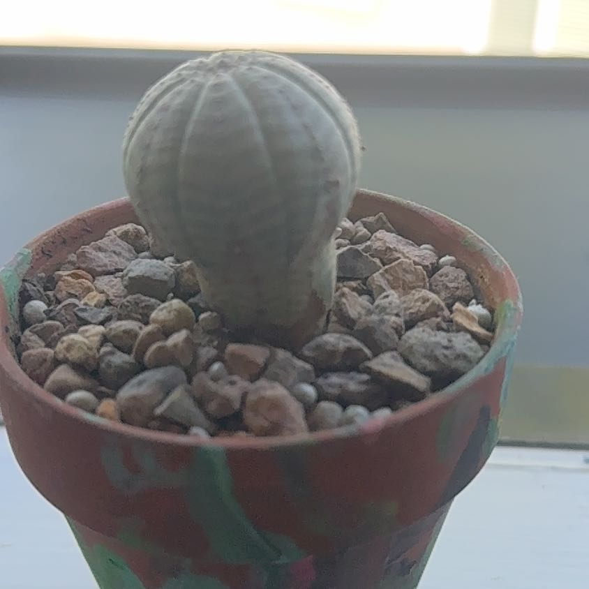 Photo of the plant species Baseball Plant by @OptimalInchworm named da Vinci on Greg, the plant care app