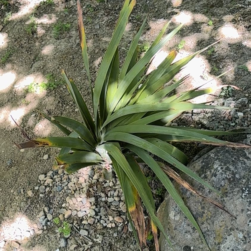 Photo of the plant species Canary Island Dragon Tree by @OptimalInchworm named Hemingway on Greg, the plant care app