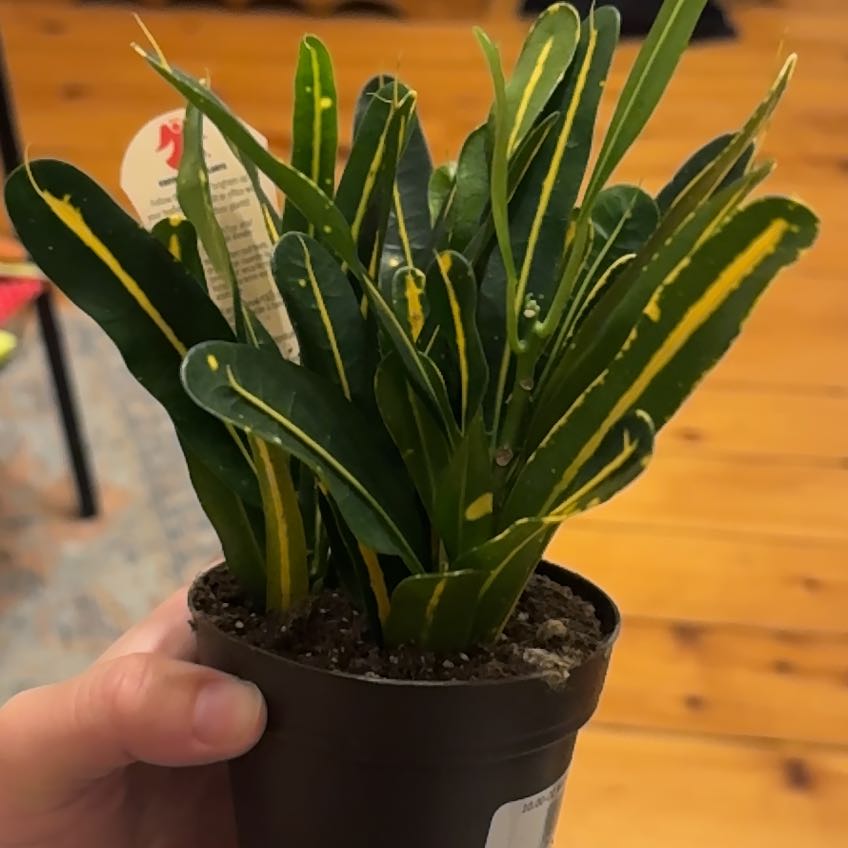 Potted Banana Croton plant with yellow variegated leaves, held by a hand.