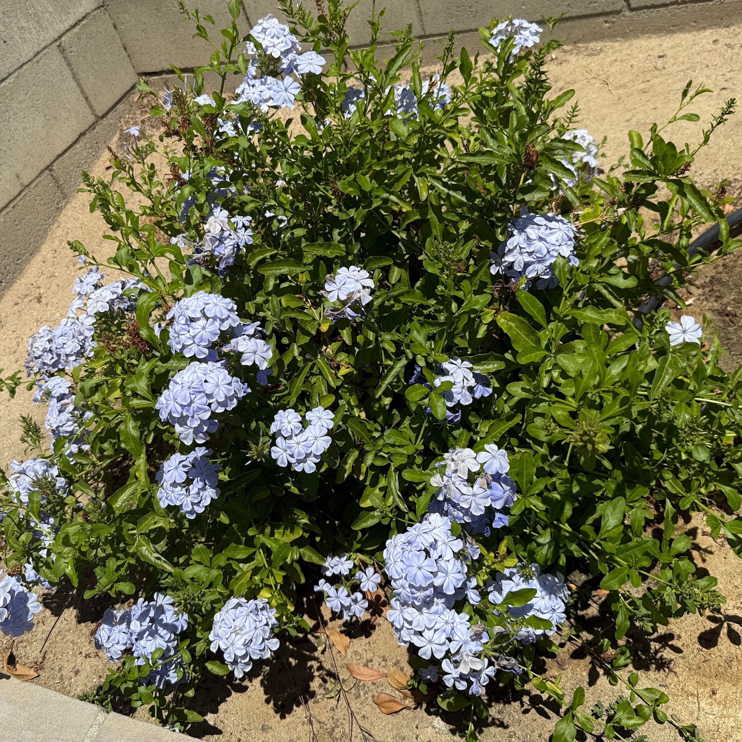 Photo of the plant species Blue Plumbago by @CasualPipevine named ChloroPhil on Greg, the plant care app