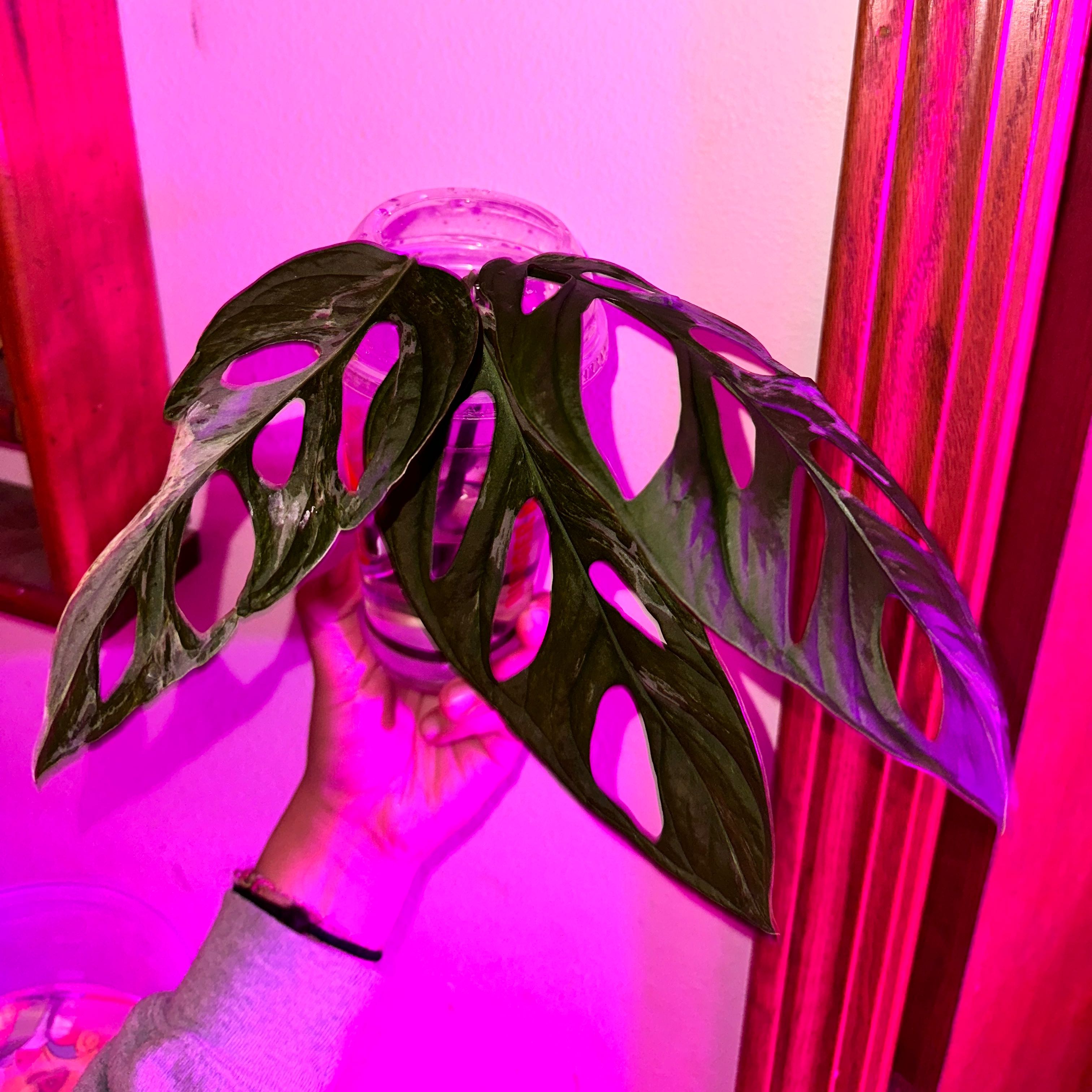 Photo of the plant species Monstera Adansonii Indonesian Marble by @HipMeadowzizia named Khaleesi on Greg, the plant care app