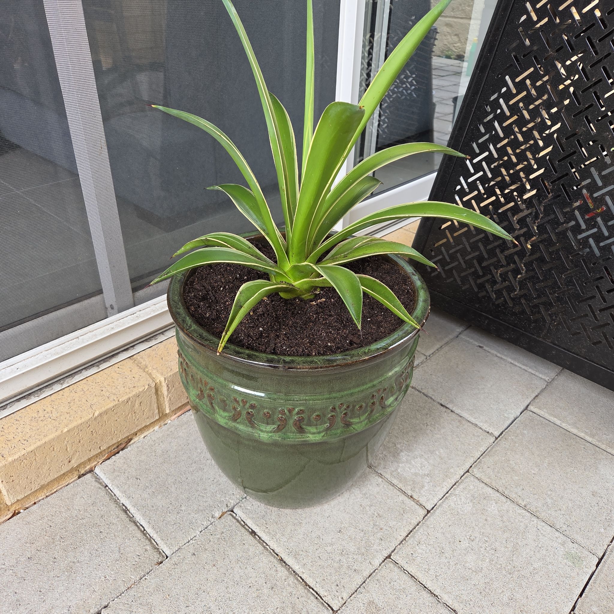 Photo of the plant species Agave desmetiana by @ComicCowbane named Dave on Greg, the plant care app