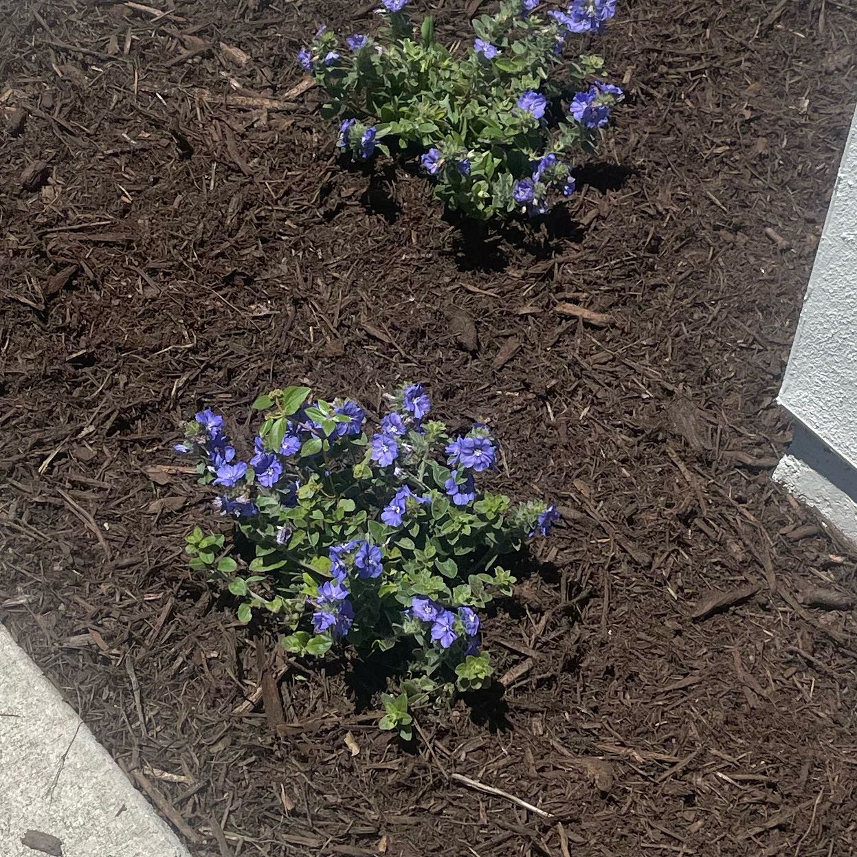 Photo of the plant species Shaggy Dwarf Morning-Glory by @BrightEspicia named Muhammad Ali on Greg, the plant care app