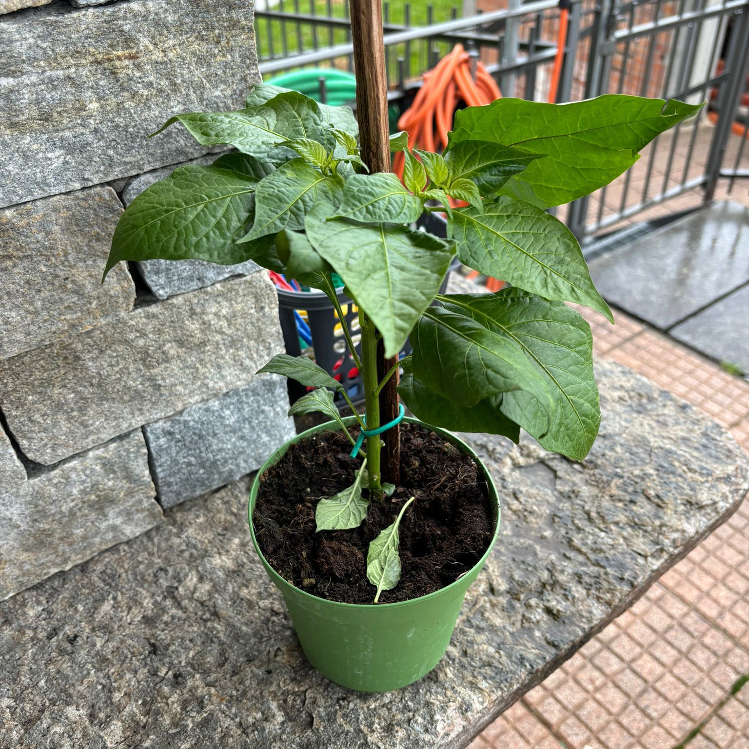 Photo of the plant species Naga Chili by @SlinkyShyleaf named Naga Morich on Greg, the plant care app