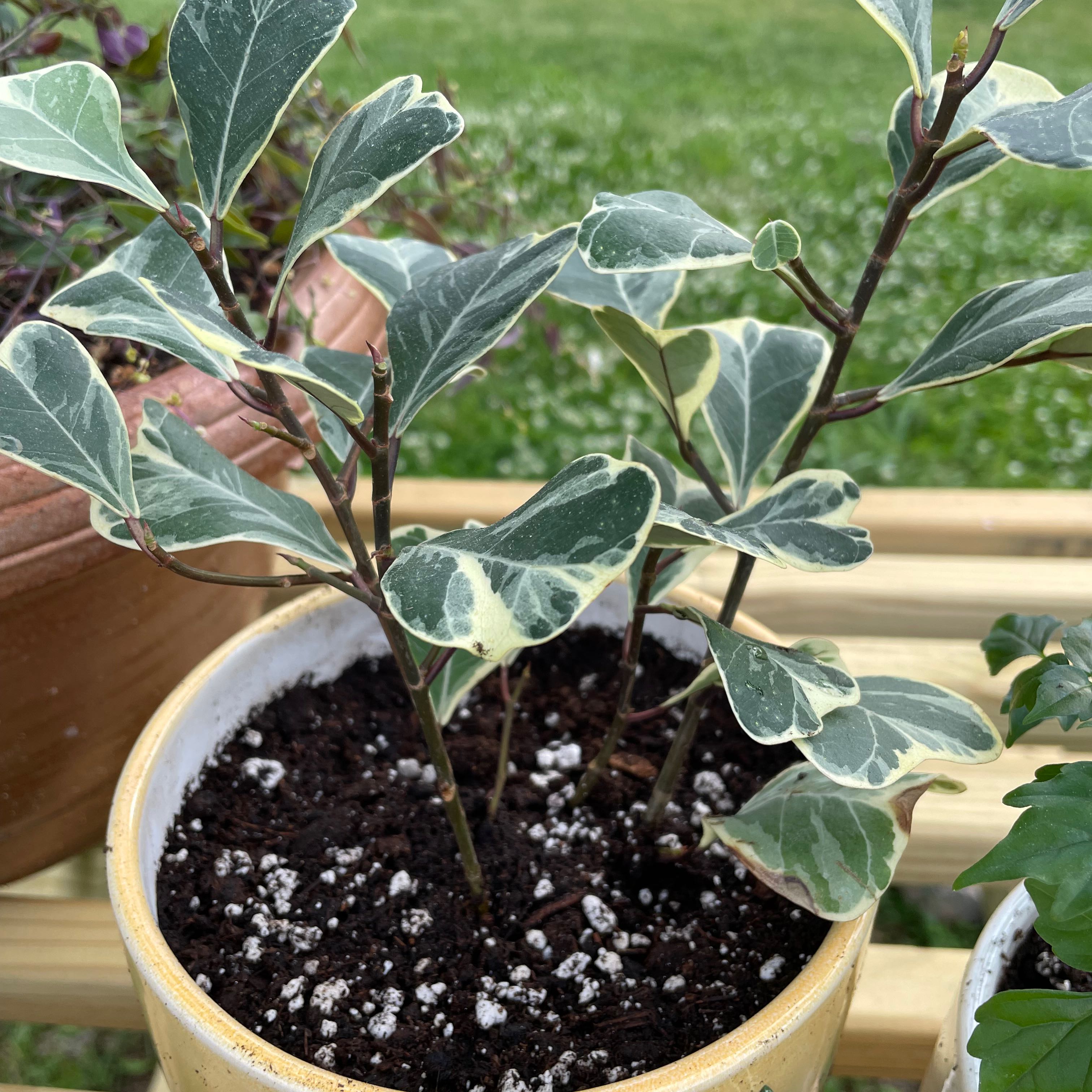 Photo of the plant species Variegated Heart Leaf Ficus by @YernBlackwood named Demi on Greg, the plant care app