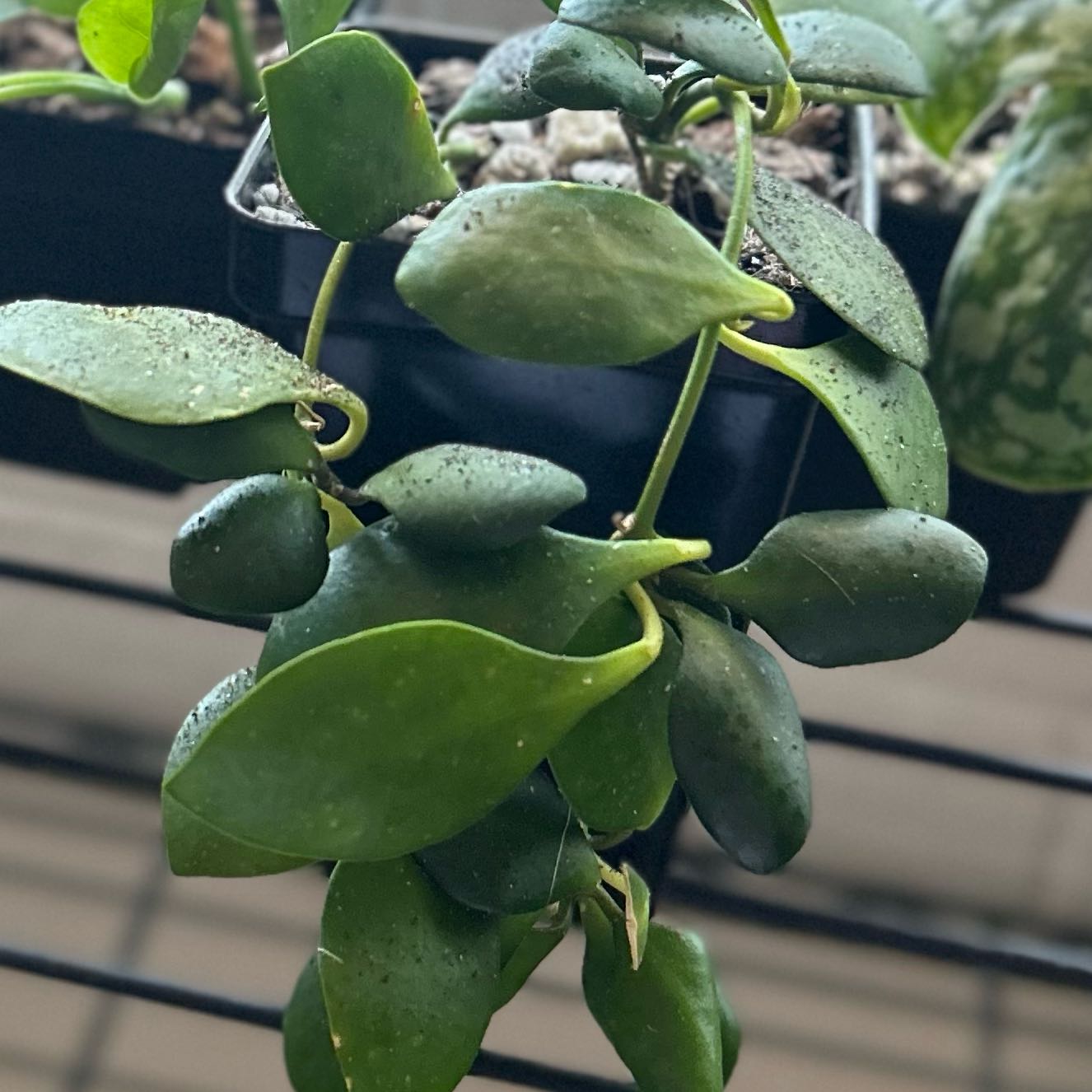 Hoya bilobata plant with thick green leaves in a small pot with visible soil.