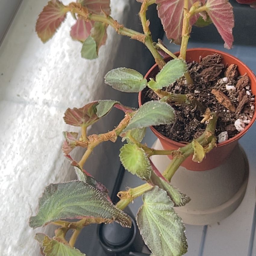 Photo of the plant species Brazilian Lady Begonia by @NurseSugarpine named Withlacoochee on Greg, the plant care app