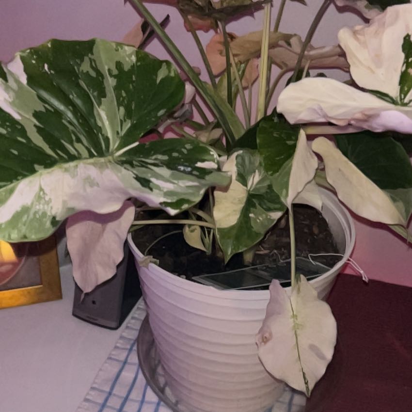 Photo of the plant species Dawn by @CozyWaterfern named Harper on Greg, the plant care app