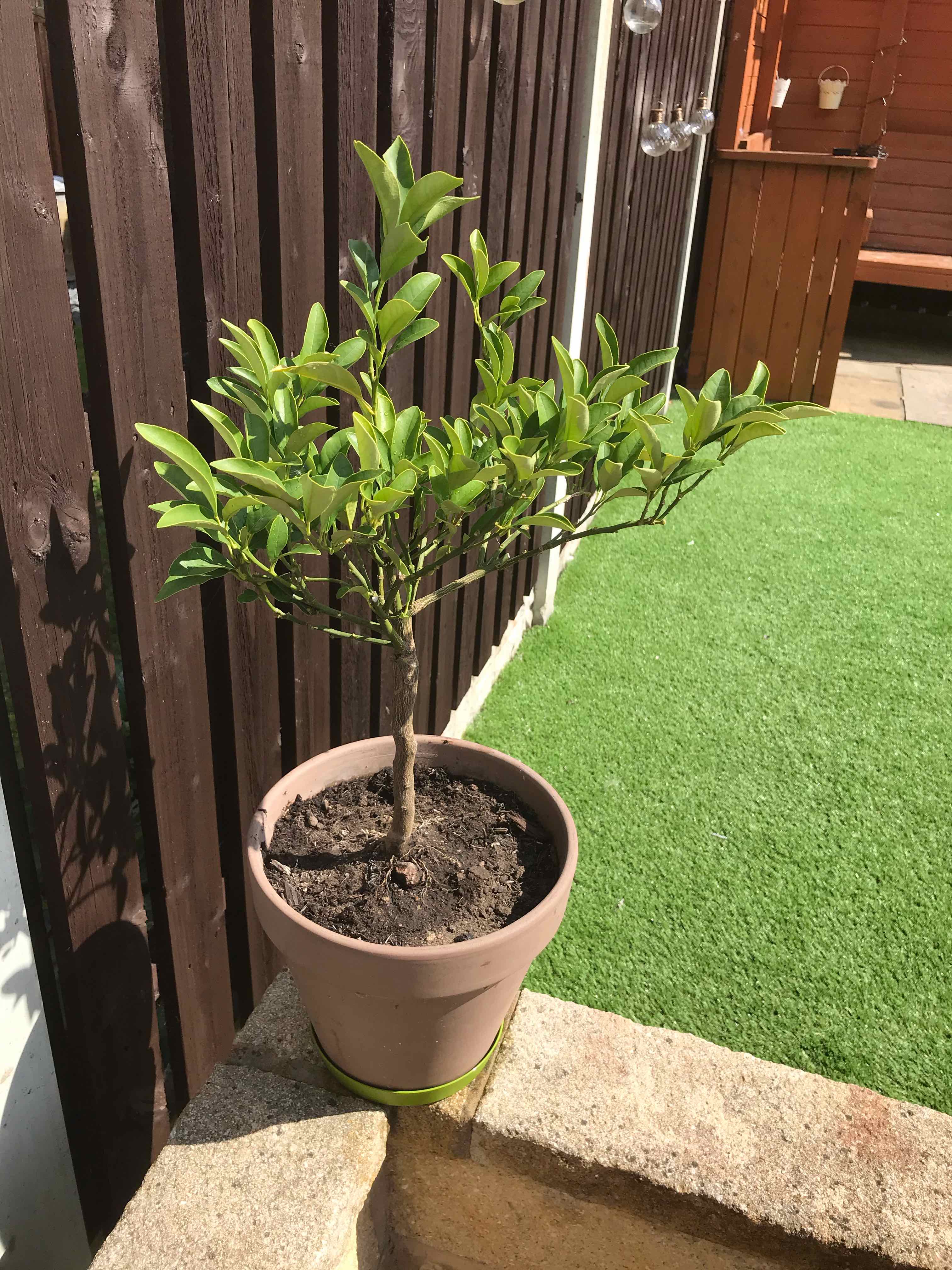 Photo of the plant species Oval kumquat by @TomToffee named Blue on Greg, the plant care app
