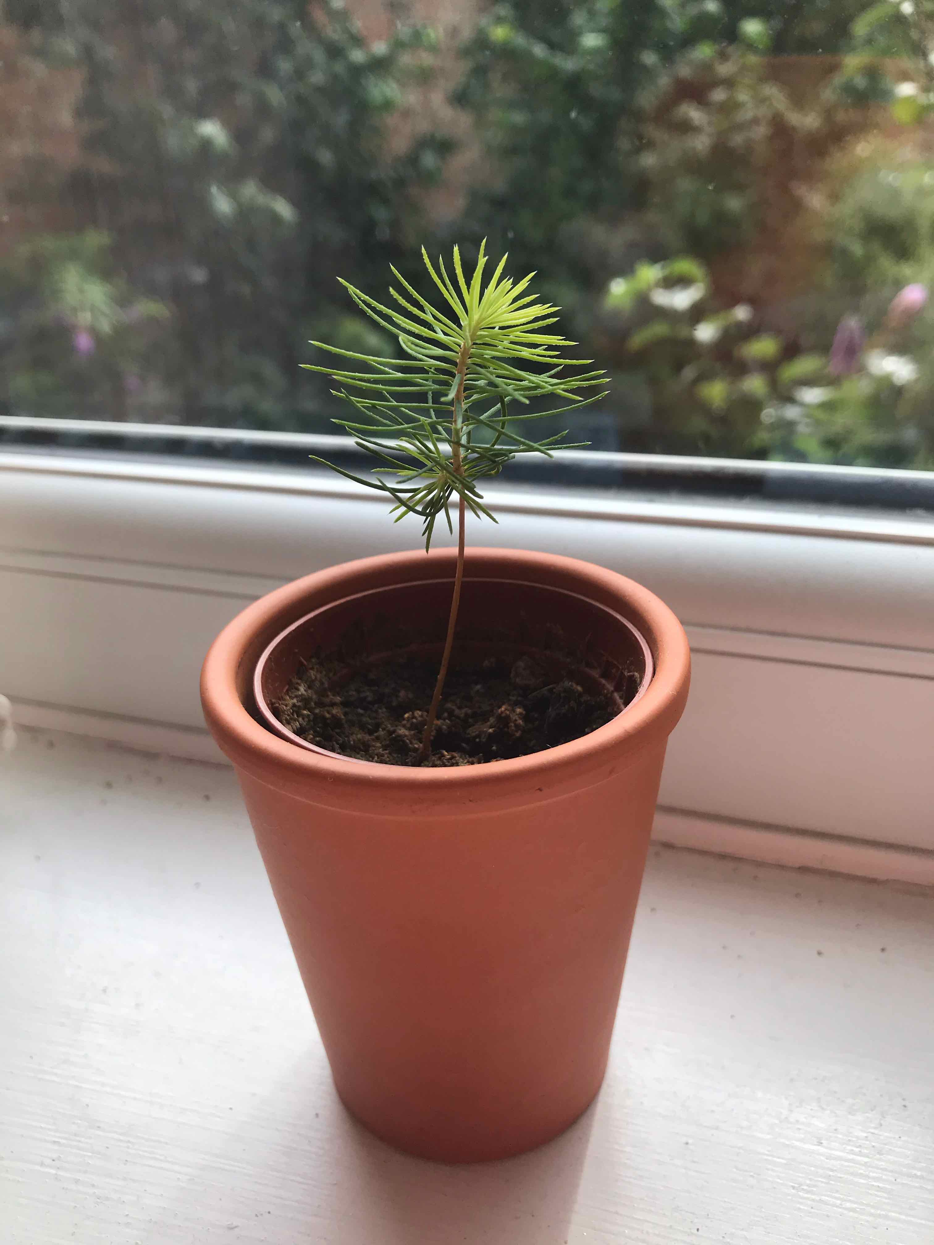 Young Eastern White Pine in a terracotta pot on a windowsill, healthy with green needles.