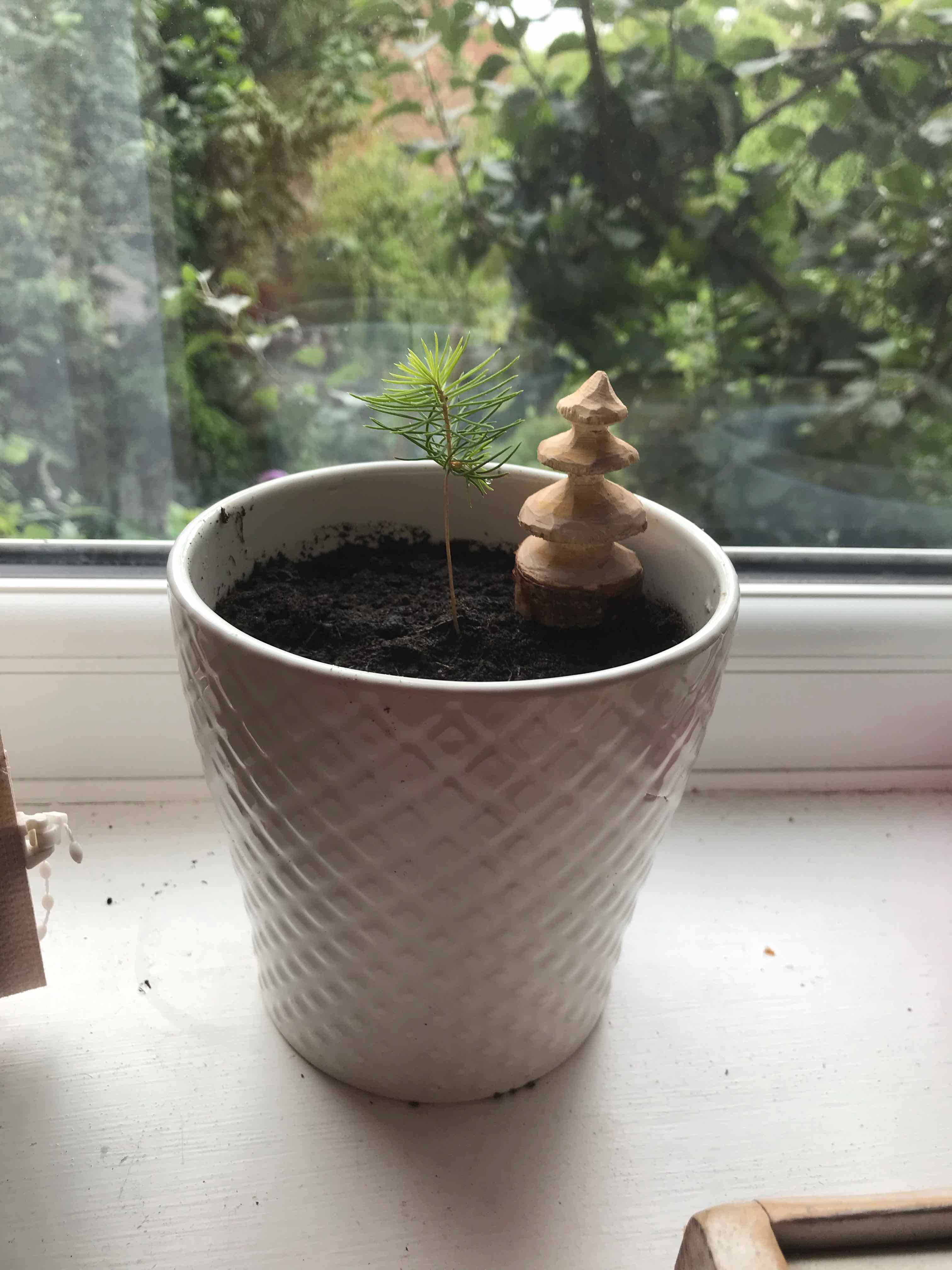 A young Eastern White Pine seedling in a white pot on a windowsill.