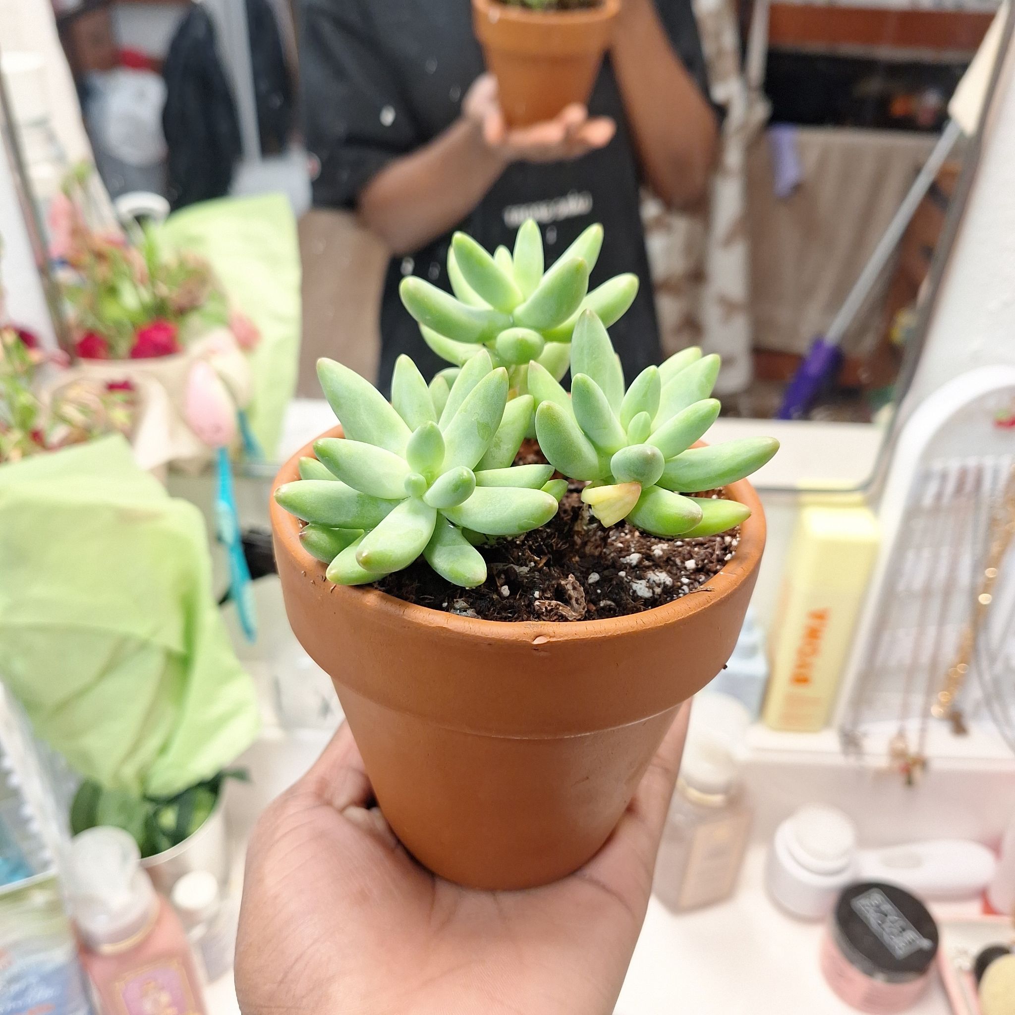 Photo of the plant species Sedum 'Salsa' by @TopHoyaobscura named Sigmund on Greg, the plant care app