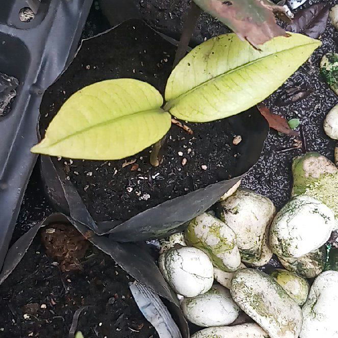 Photo of the plant species Purple Mangosteen by @AlwaysBroadbean named Tolkien on Greg, the plant care app