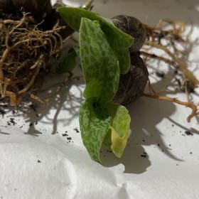 Photo of the plant species Frog plant by @GoodnaturedGray named Kobe on Greg, the plant care app
