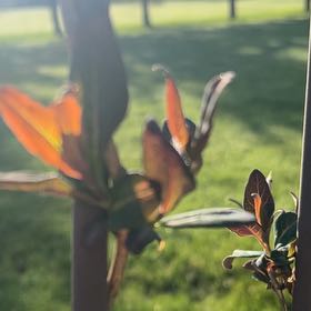 Plant care for Honeysuckle Mandarin on Greg, the plant care app