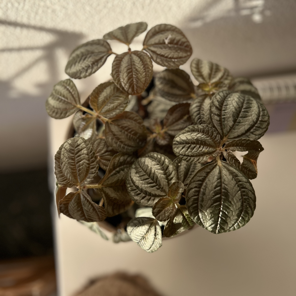 Image of a Silver Tree plant with textured, silver-green leaves.
