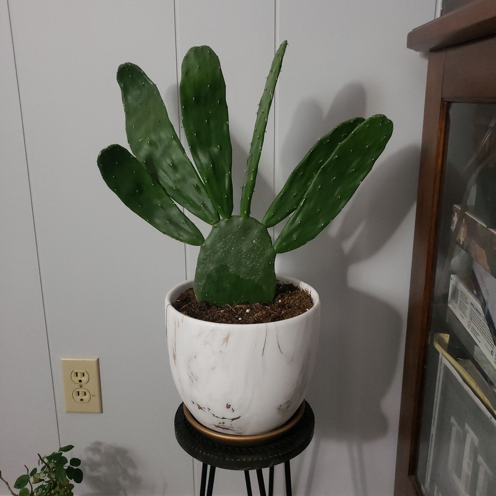 Photo of the plant species Prickly Pear Cactus by @NurseLettuce named Darwin on Greg, the plant care app